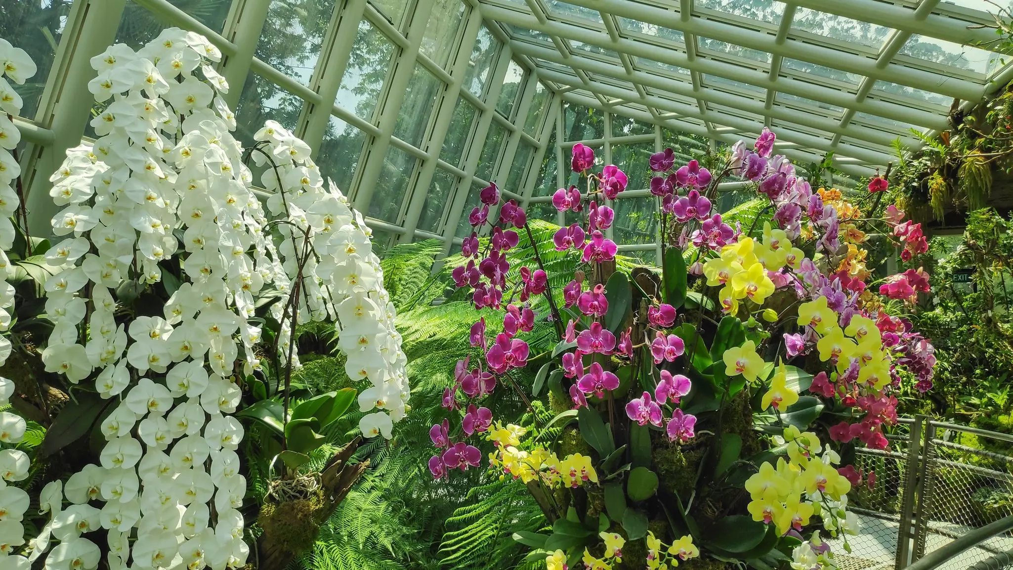 Spectacular white and purple orchids grow in a greenhouse.