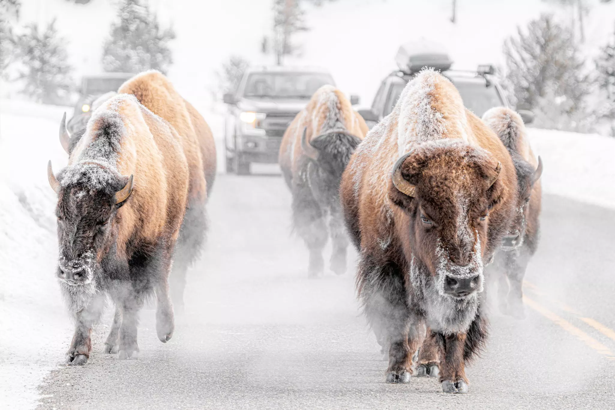 Four large hairy bison wandering down a road with cars lined up behind them on a snowy day