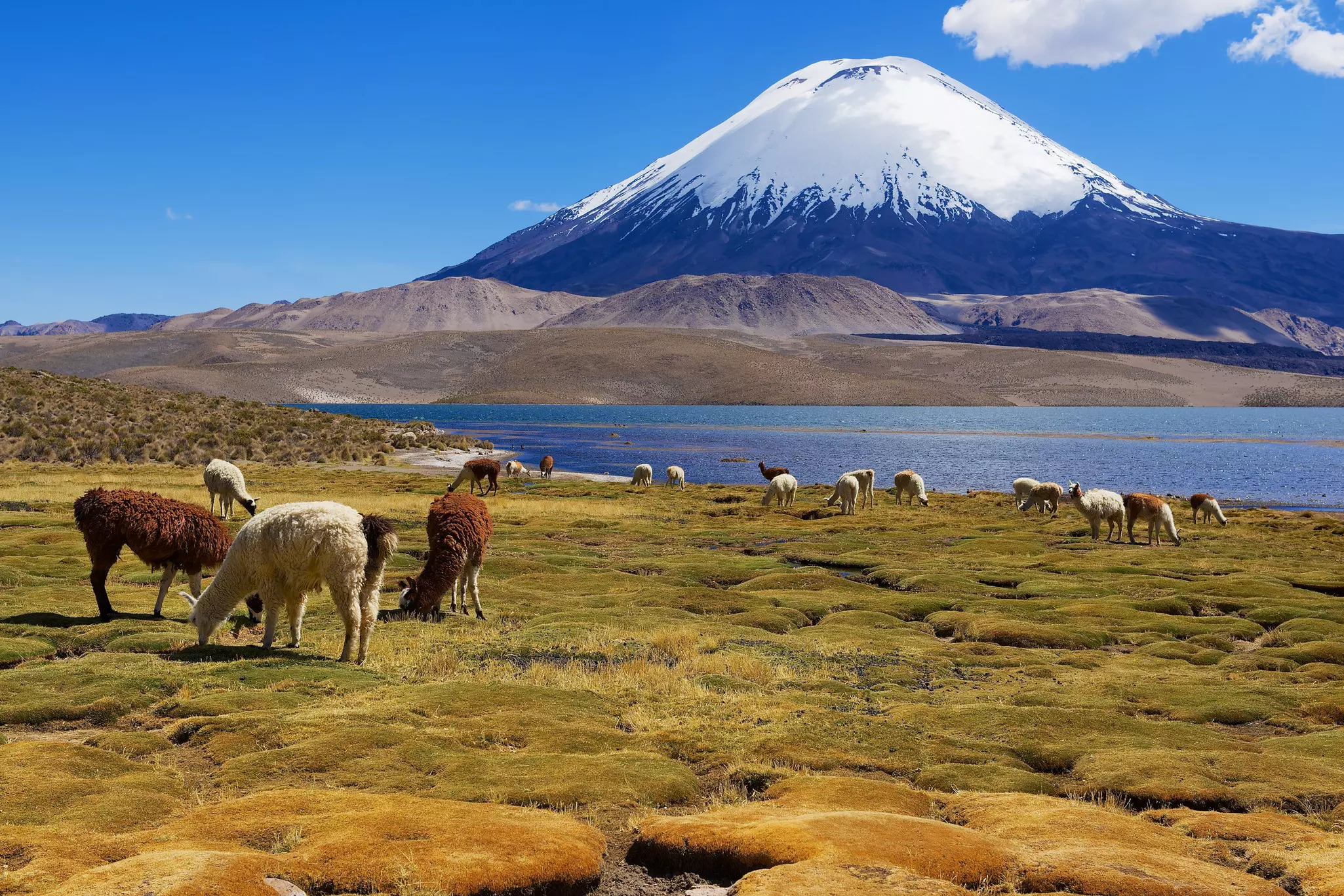 Wild alpaca graze on a field in front of a lake. A huge, snow-capped volcano rises in the distance.