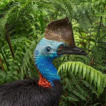 Southern cassowary, an Australian big forest bird in Birdworld, Kuranda, Queensland, Australia.