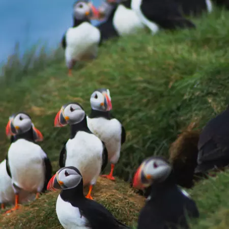 Close up/detailed portrait view of group of Arctic or Atlantic Puffins bird with orange beaks. Blue water color background. Latrabjarg cliff, Westfjords, Iceland. Popular tourist attraction in summer., 