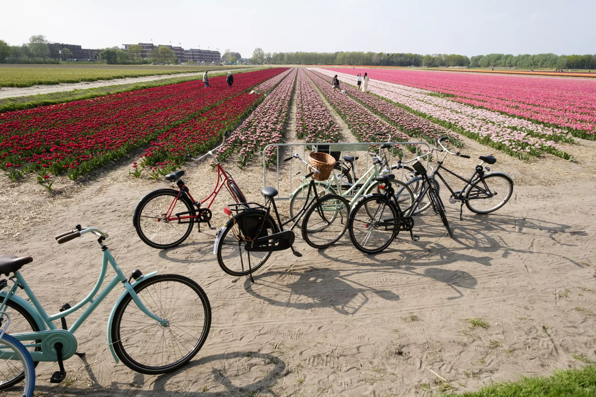 Pedaling through the flat fields of the Bollenstreek, it’s easy to pull over and (respectfully) explore the neat rows of blooming tulips © Thierry Monasse / Getty Images