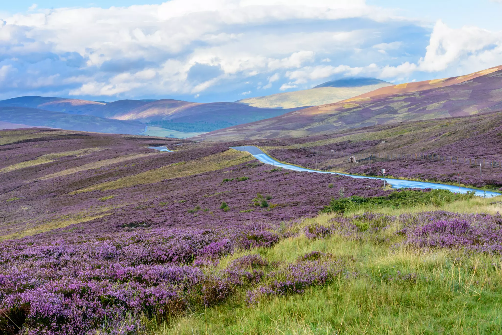 Native purple heather on the hills of the Cairngorms national park in Northern Scotland