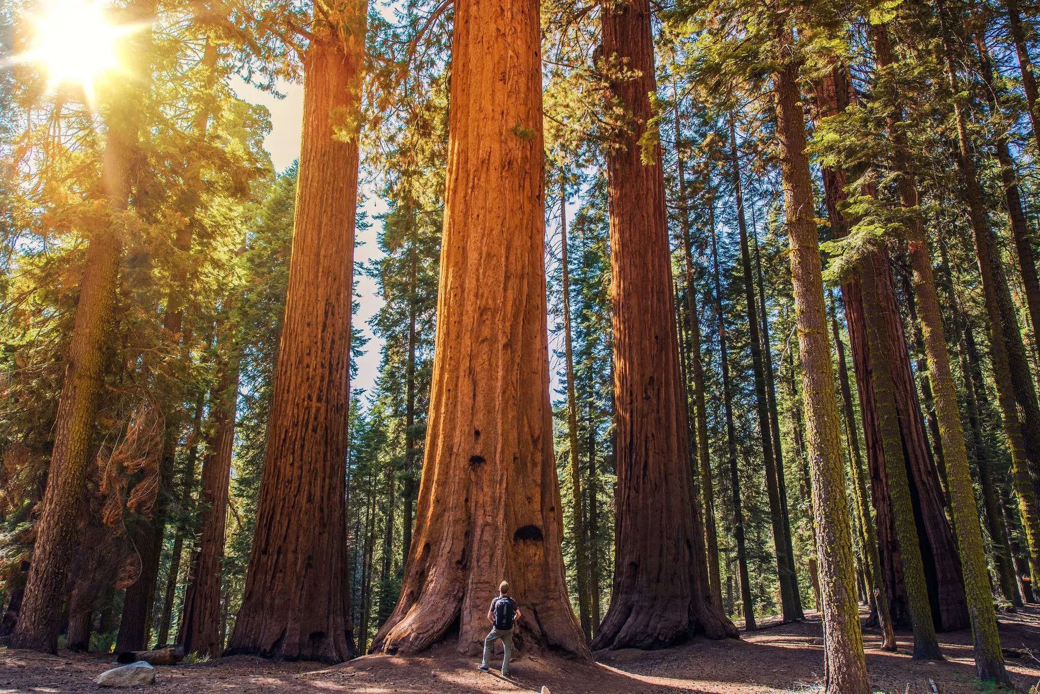 Man Looking At Trees In Forest