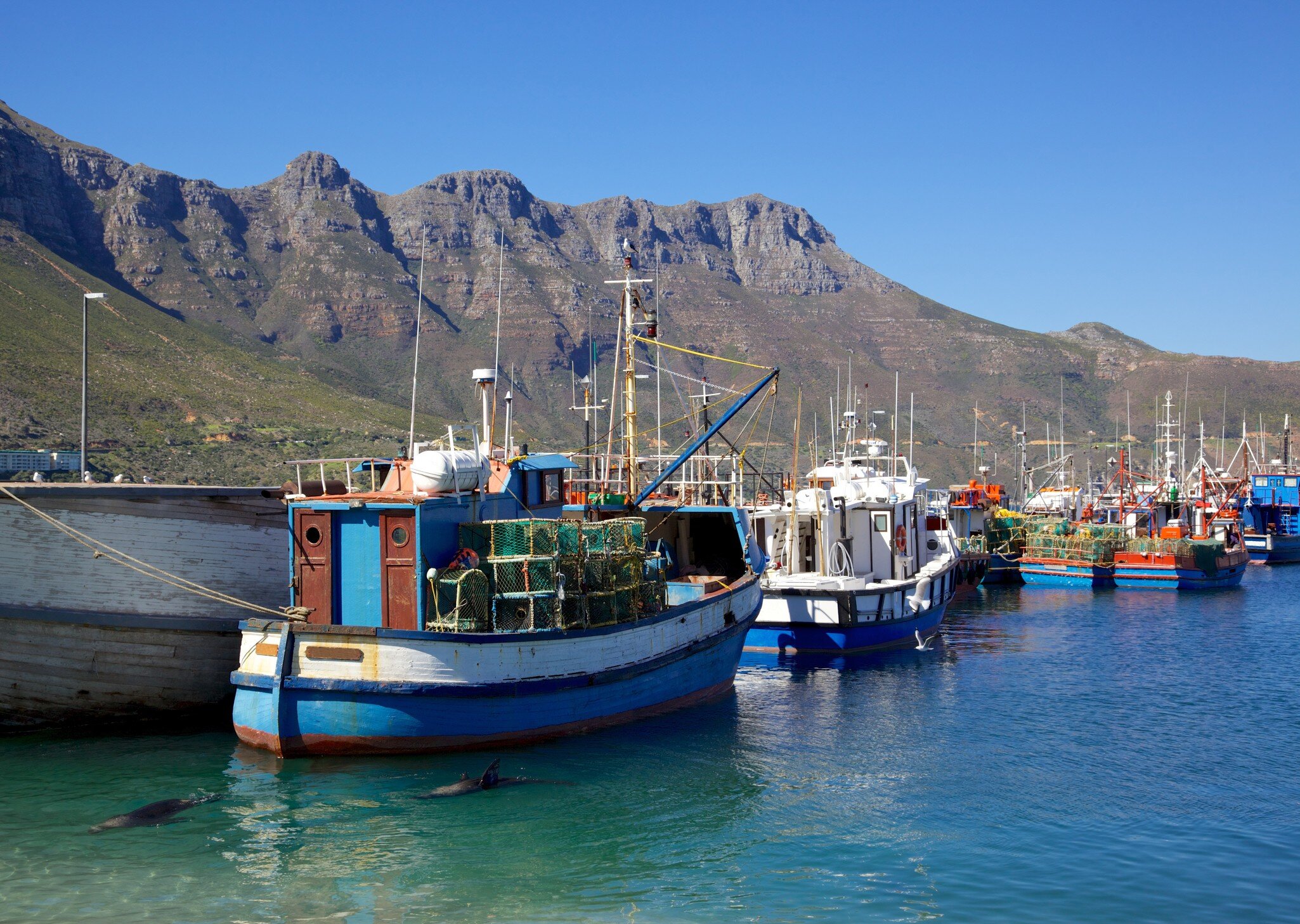 Fishing boats and Cape Fur Seals in Hout Bay Harbour, near Cape Town, South Africa. Chapman's Peak can be seen in the background.; Shutterstock ID 129909842;