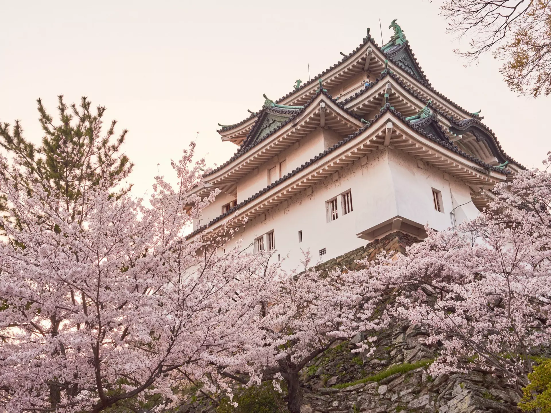 Wakayama castle during cherry-blossom Sakura season
1673408035
architecture, asia, asian, attraction, blossom, building, castle, cherry blossom, cherry blossom tree, cherry blossoms, cherry tree, city, culture, destination, facade, flower, garden, hanami, heritage, historical, history, japan, japan sakura, japanese, japanese castle, kansai, kinki, landmark, nature, old, oriental, outdoors, park, pavilion, pink, sakura, sakura japan, samurai, season, sightseeing, spring, sunset, tourism, tourist, traditional, travel, wakayama castle, wakayama japan, wakayama prefecture, wakayama sakura