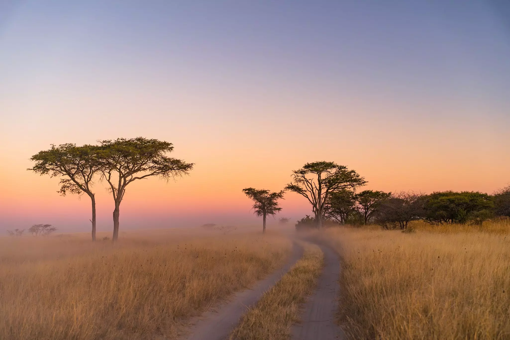 Old Dry Trees Silhouetted in the Dust  at Sunset with Colorful Sky on the Way to Makgadikgadi Pans, Botswana.