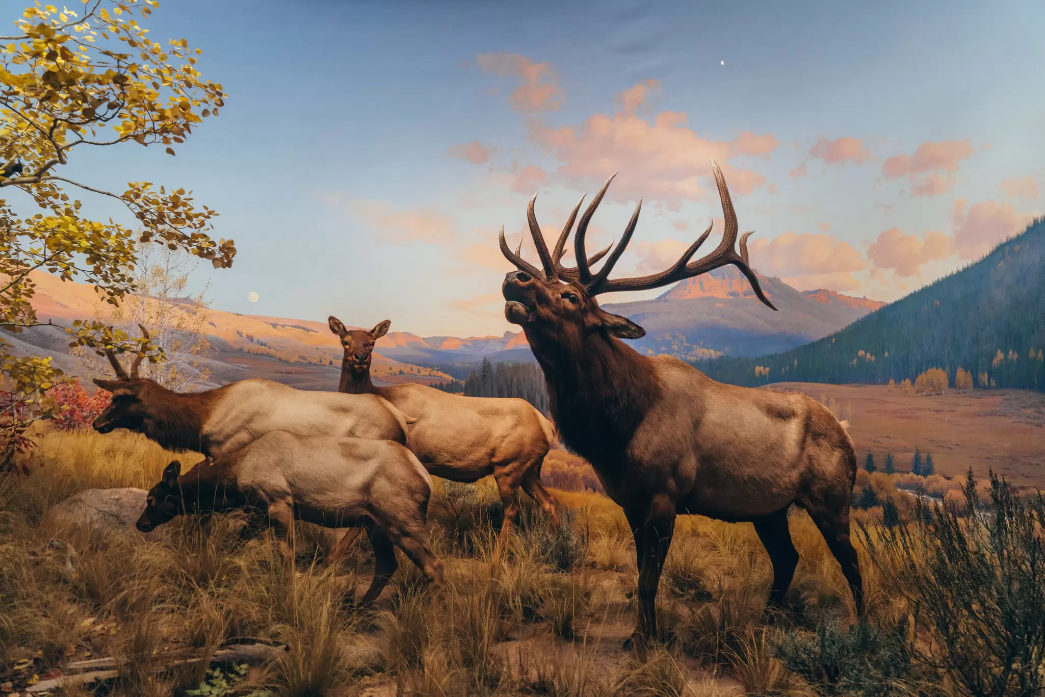 Deer display at the American Museum of Natural History