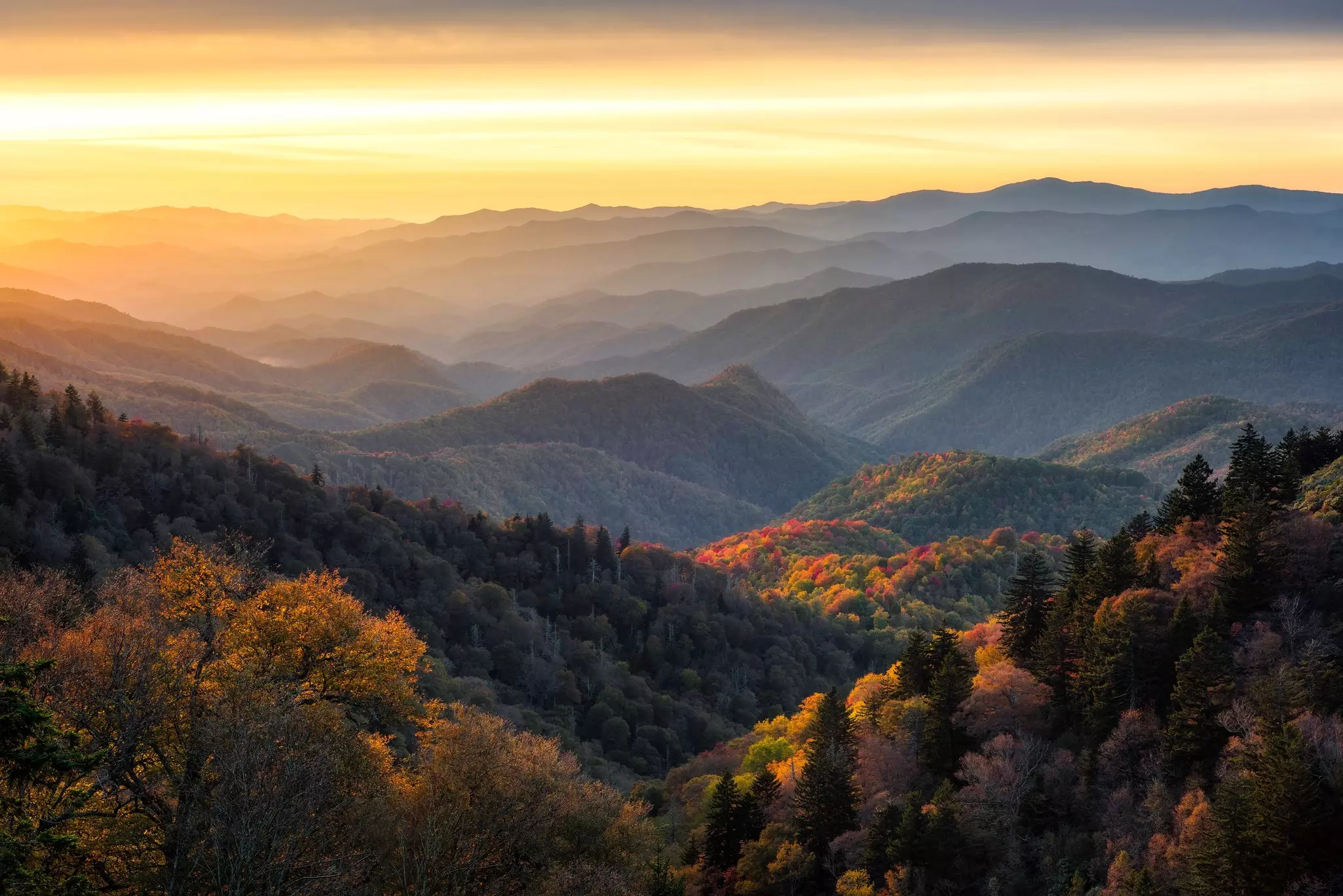 Rolling hills in golden sunlight with trees in golden hues as the leaves change color.