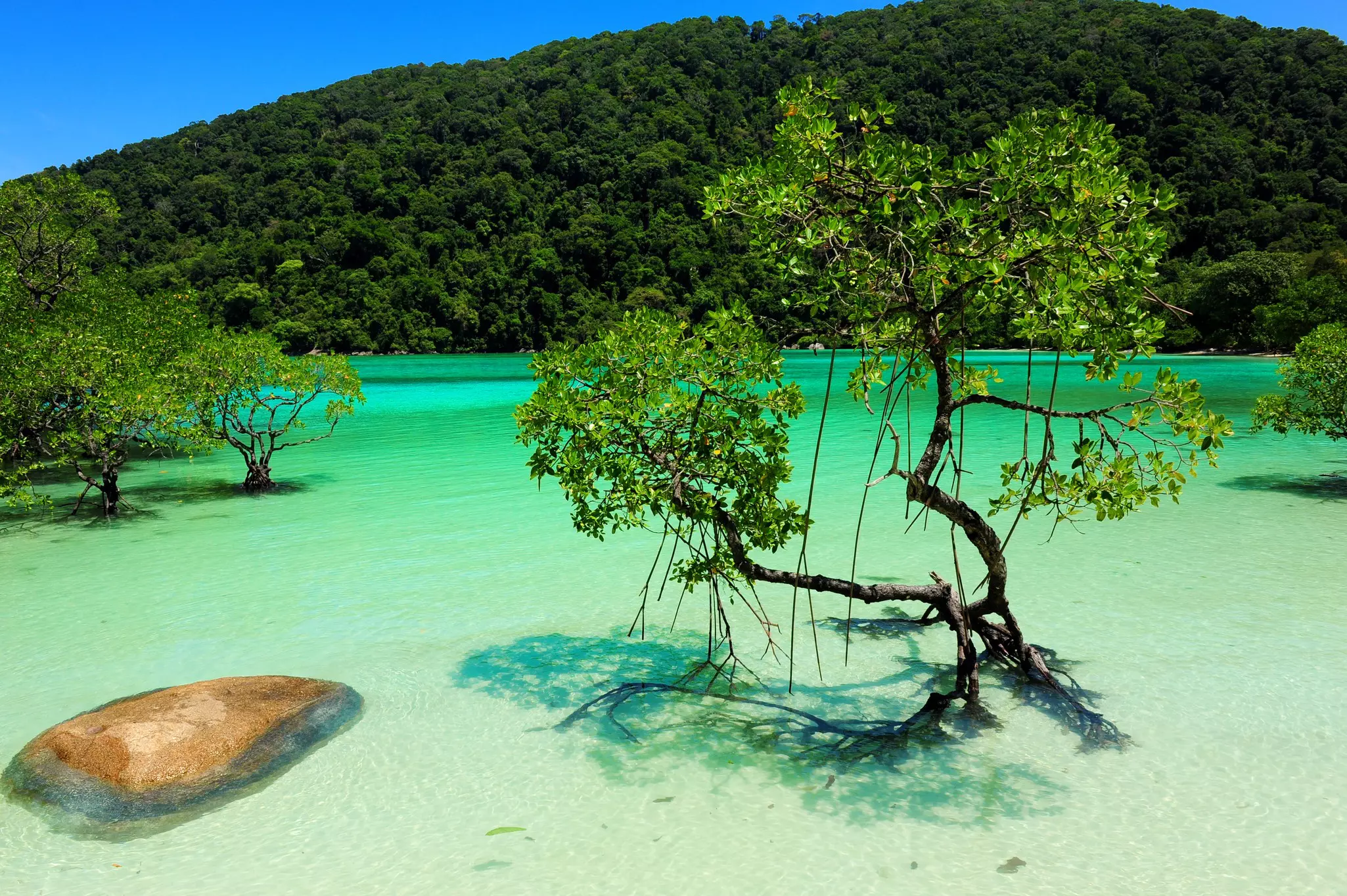 Mangrove trees grow in shallow blue-green water in a tropical cover. A green hill rises from the water in the distance.