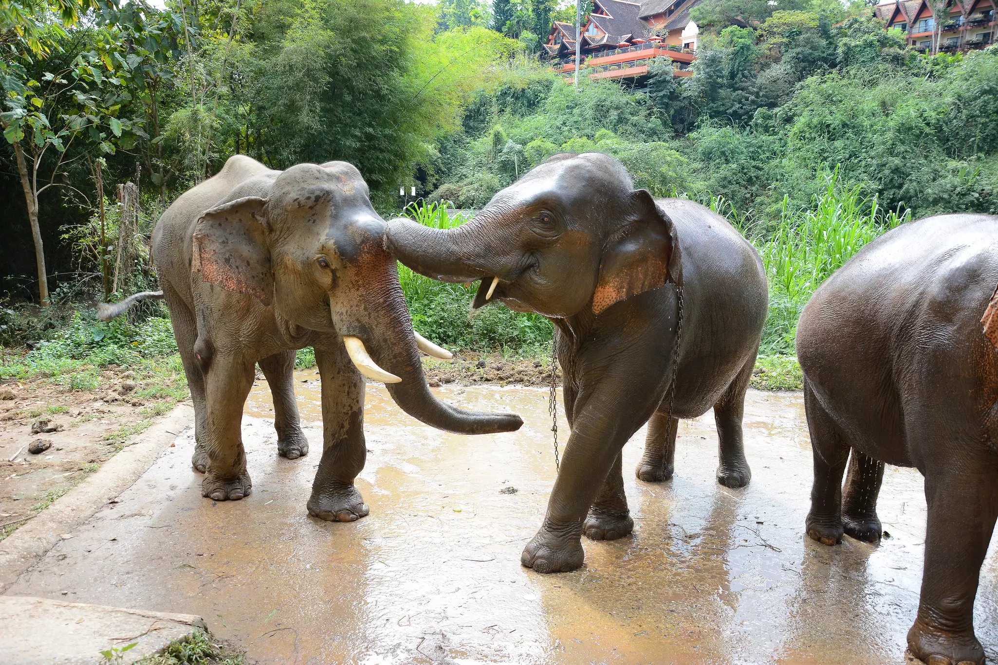 Three young Asian elephants play with each other as they get sprayed with water in a sanctuary in a jungle setting.