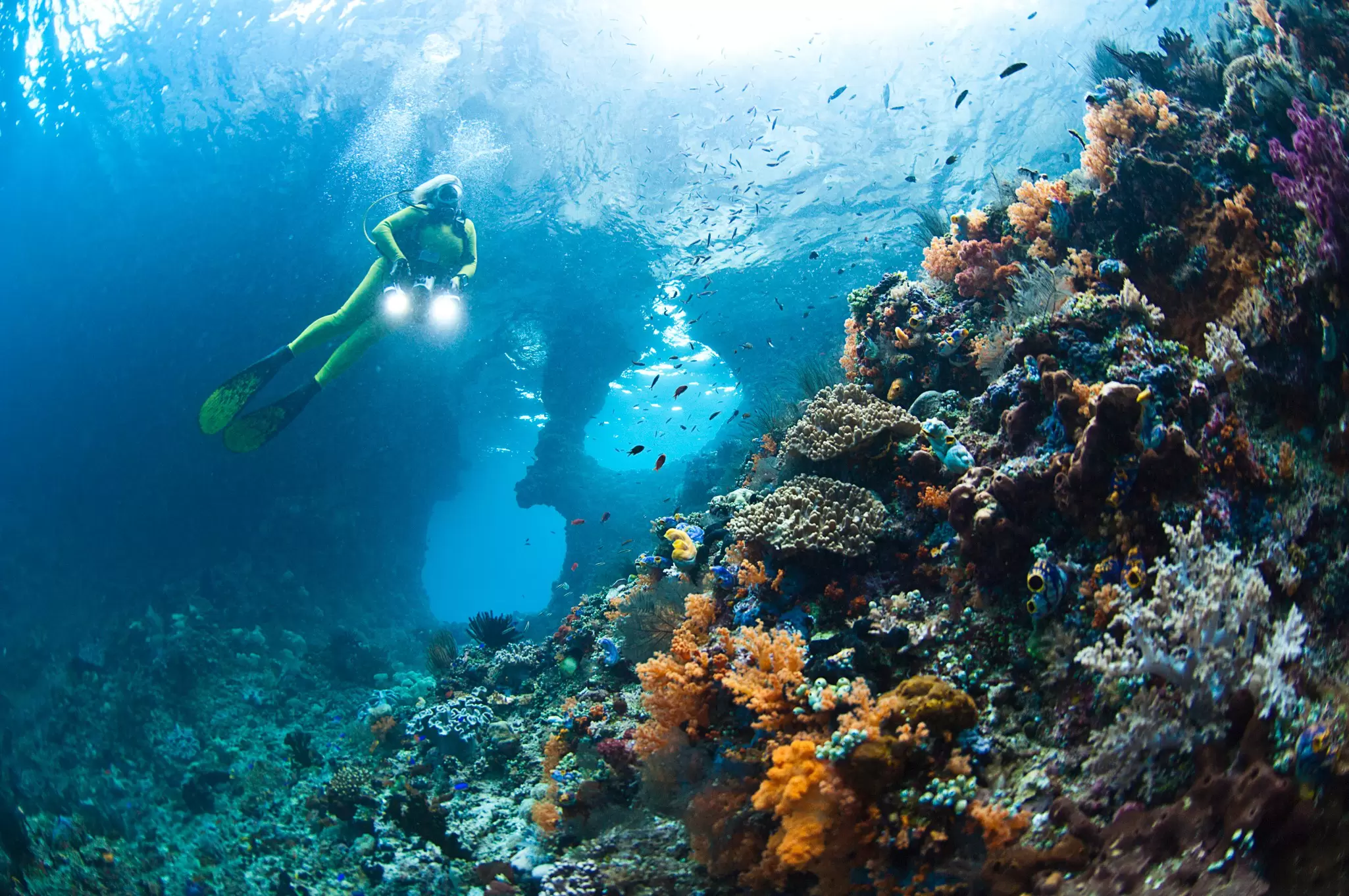 A scuba diver holds two flashlights as she floats near a wall of coral with many fishes swimming by.