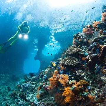 A scuba diver holds two flashlights as she floats near a wall of coral with many fishes swimming by.