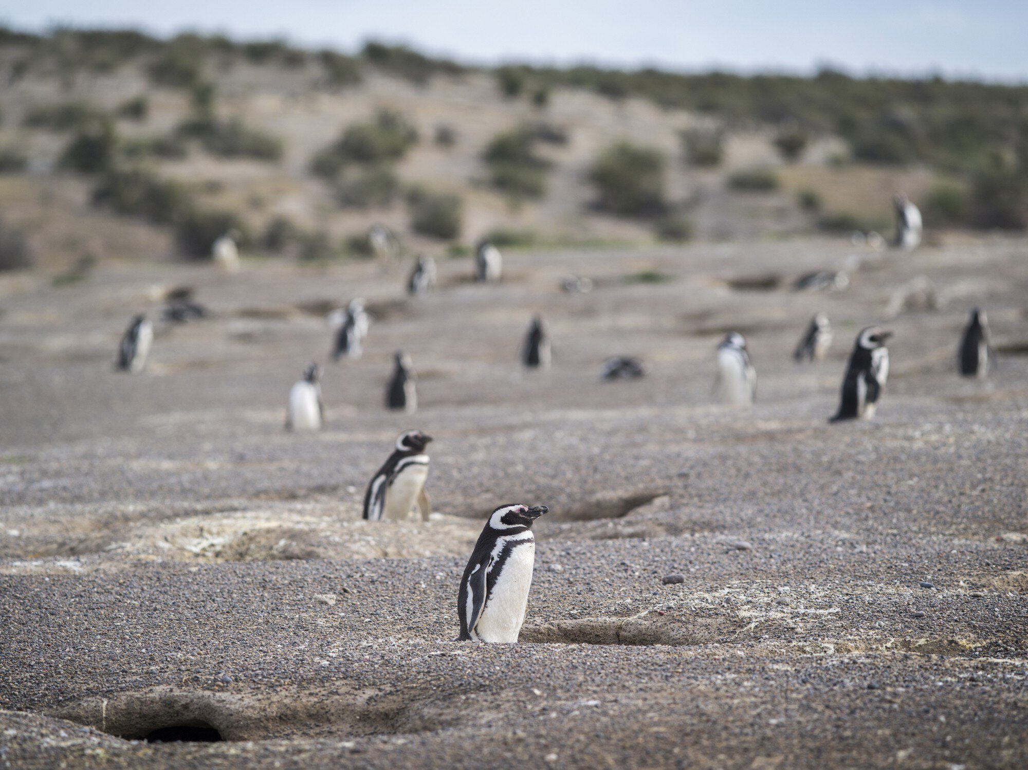 View of Magallanic Penguin in Punta Tombo, Argentina.