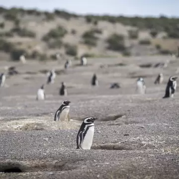 View of Magallanic Penguin in Punta Tombo, Argentina.