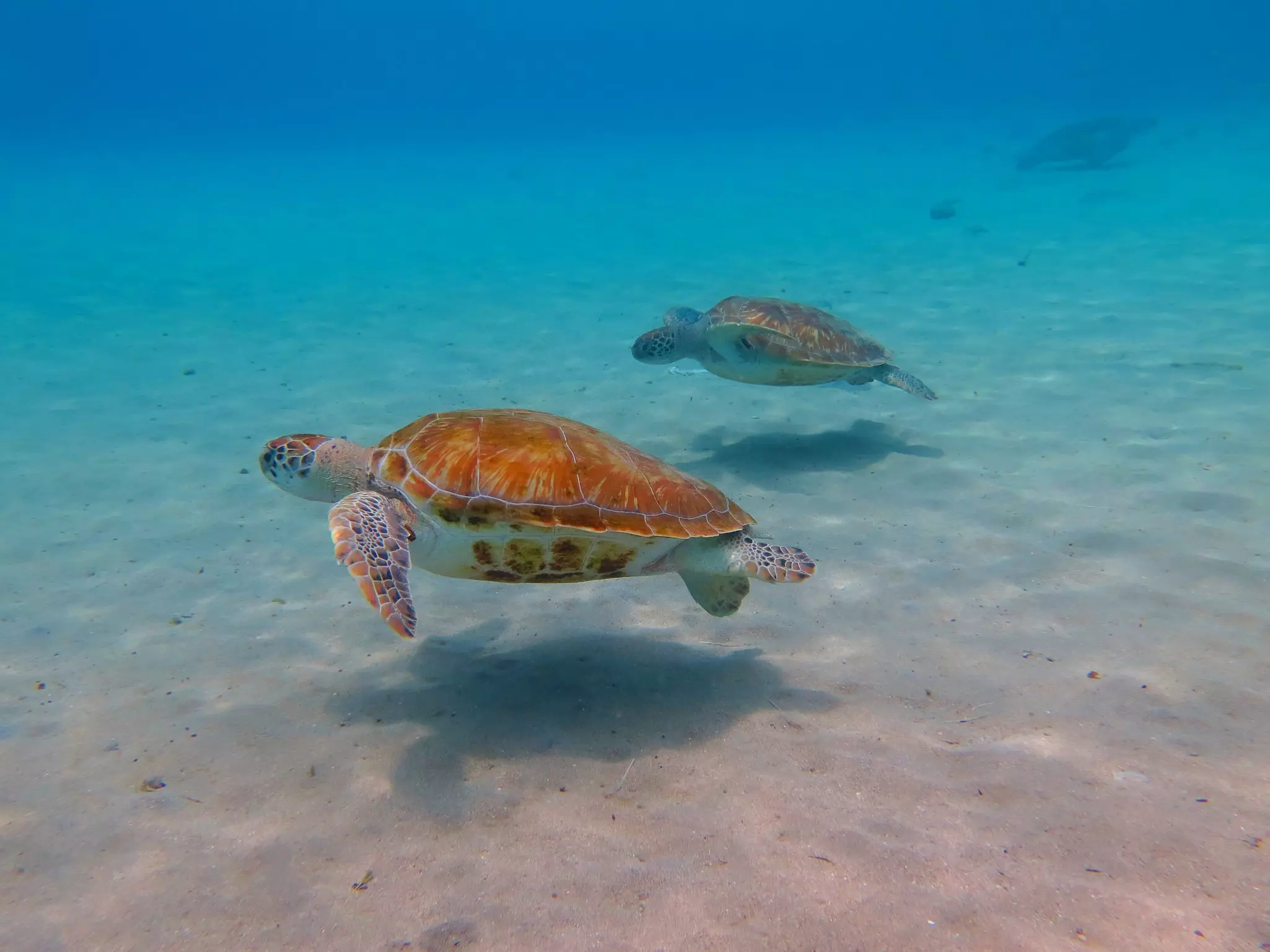 Green sea turtles in a shallow ocean.