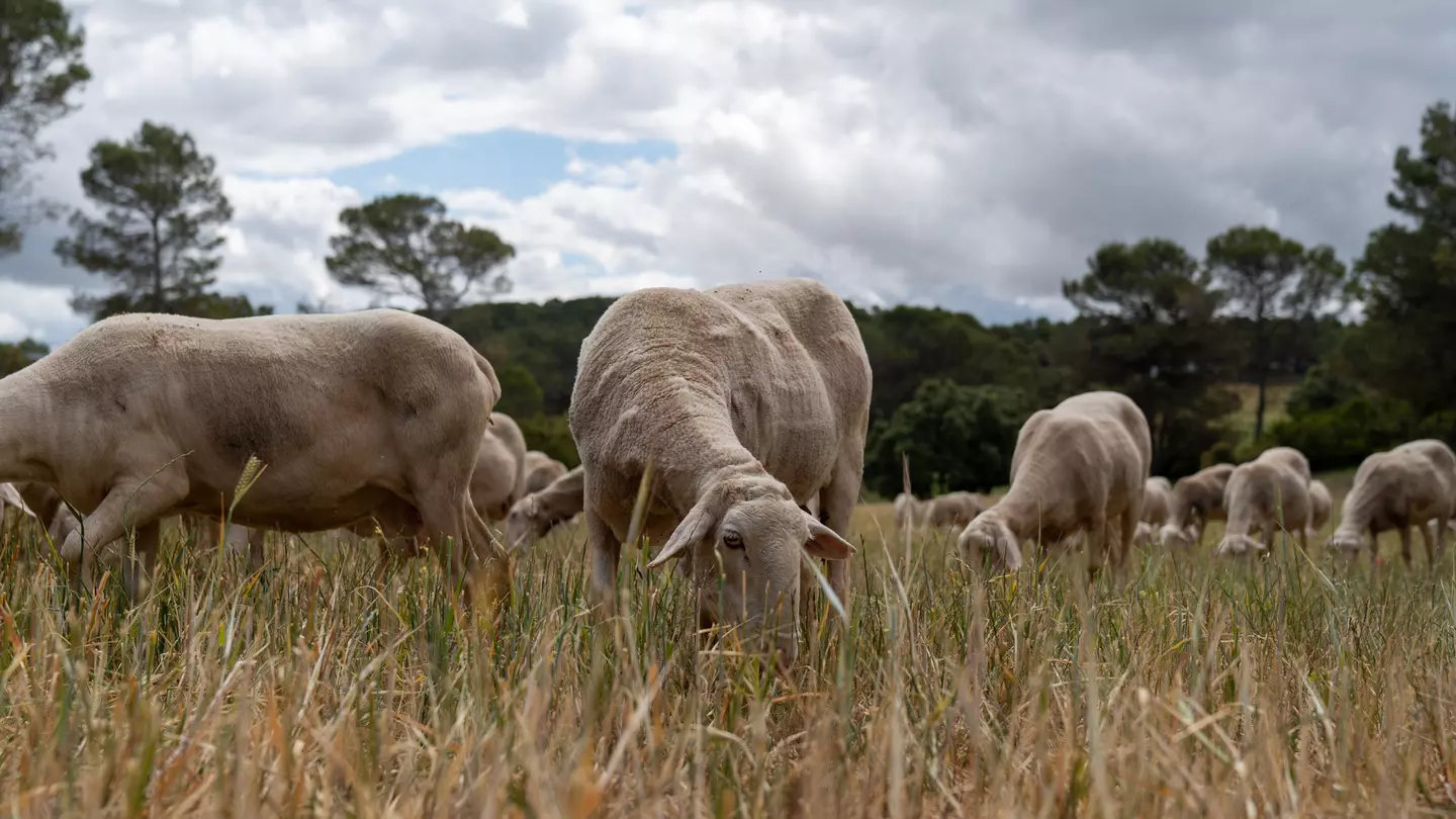 Sustainable agritourism activities – like you can find at Quesos Artisanos Villarejo – are revered cultural experiences in Spain. Blake Horn for Lonely Planet
