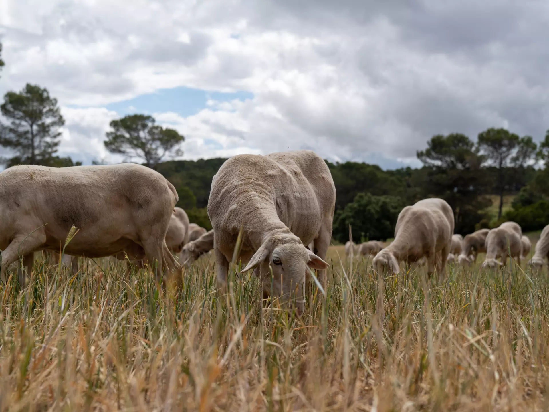 Sustainable agritourism activities – like you can find at Quesos Artisanos Villarejo – are revered cultural experiences in Spain. Blake Horn for Lonely Planet