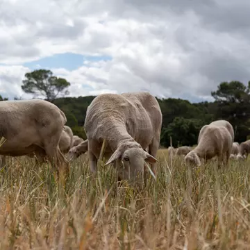Sustainable agritourism activities – like you can find at Quesos Artisanos Villarejo – are revered cultural experiences in Spain. Blake Horn for Lonely Planet