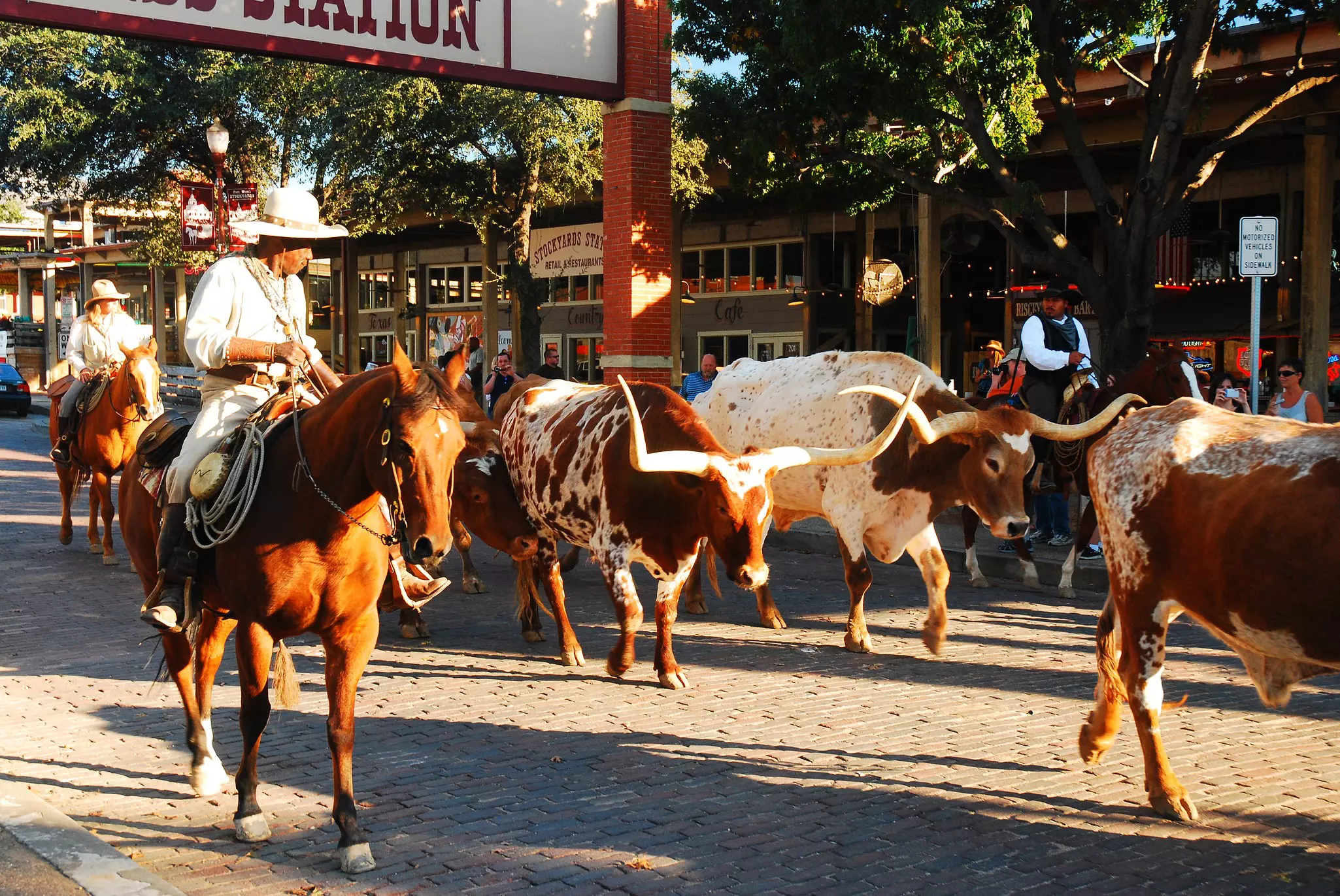 A cowboy leads longhorn bulls from their pen during the daily Fort Worth Stockyards in the Texas city.