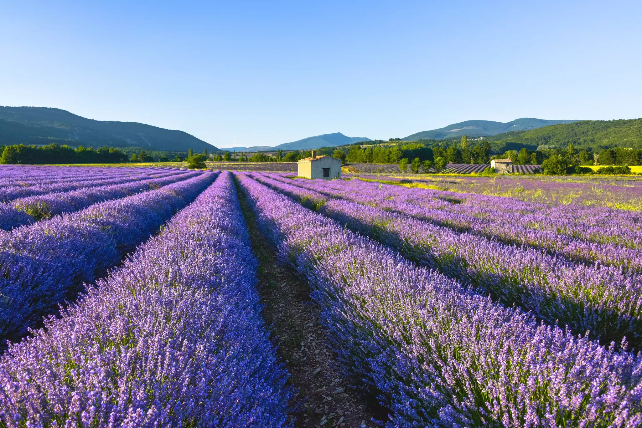 Flowering lavender near Sault in the early evening.