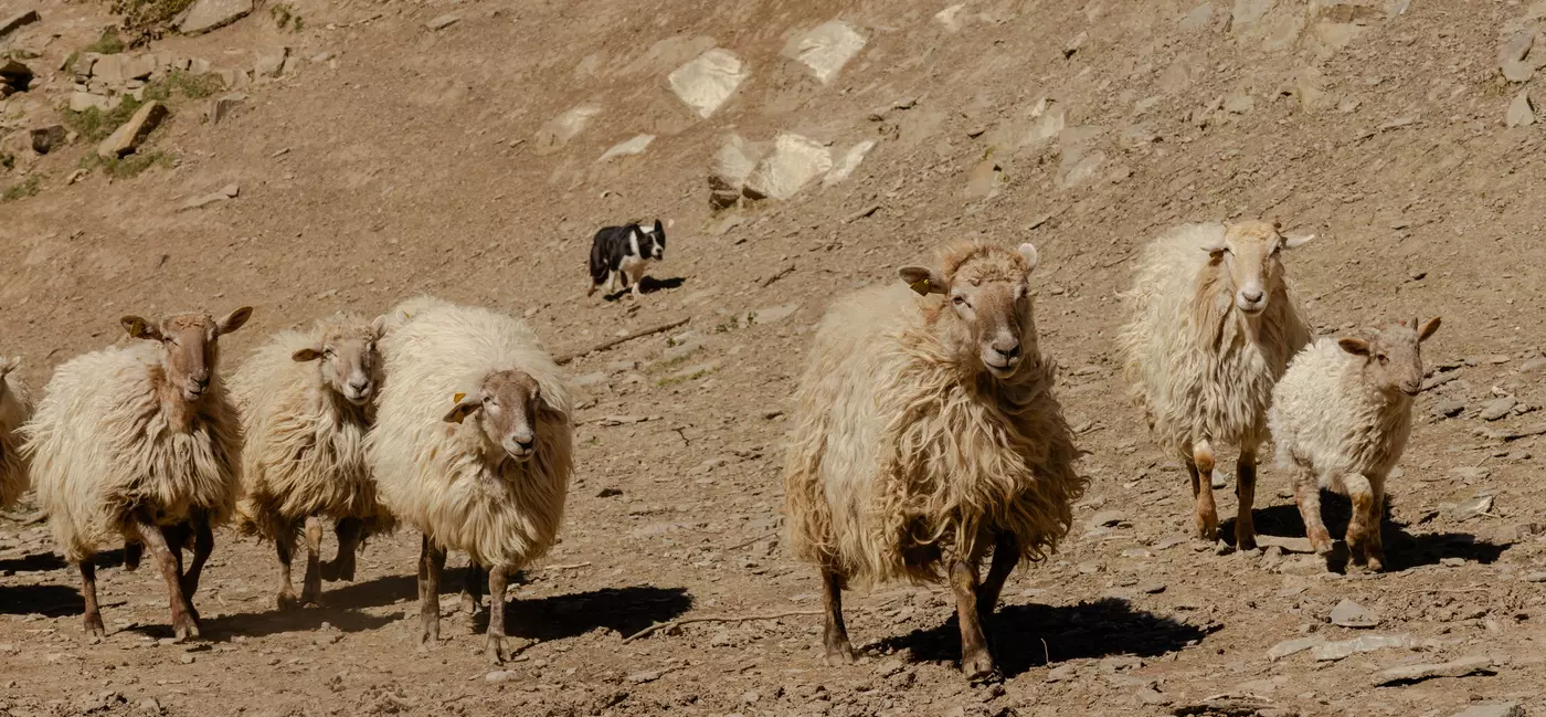 Northern Spain with LP Journeys, March 2026
Day 6: Broto, Huesca, Aragon
Visit to La Cañabla Queso Artesano for a sheepdog demonstration, guided tour of the goat enclosure, goat milking demonstration, and a tasting of their cheeses made with the goat's milk.