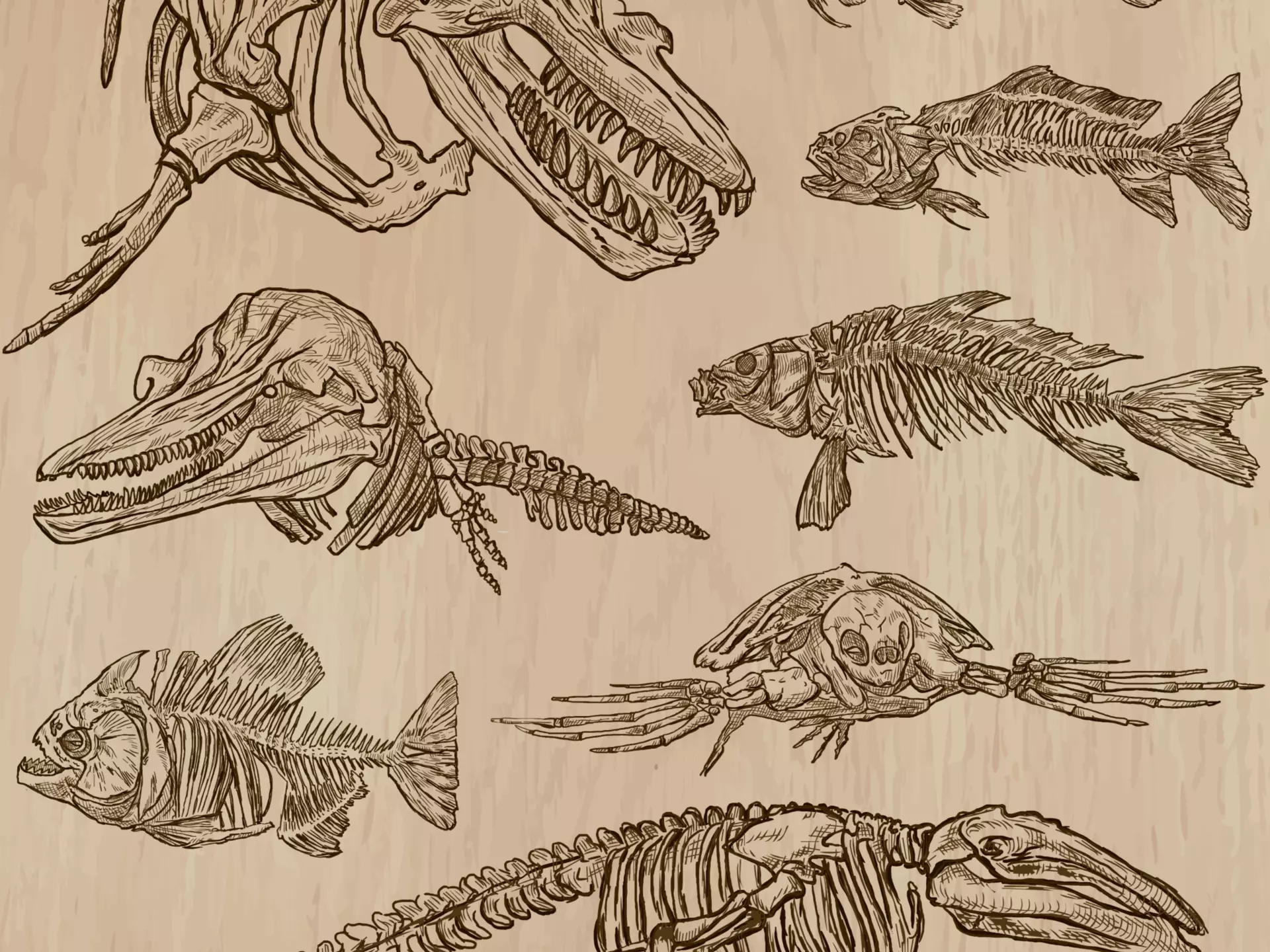 BONES, SKELETONS and Skulls of some (Under)Water Animals. Collection of an hand drawn vector illustrations. Freehand sketching. Each drawing comprise a few layers of lines. Background is isolated., License Type: media, Download Time: 2025-12-10T16:35:55.000Z, User: sevelynd12, Editorial: false, purchase_order: 56500 - T&R or Kids, job: Global Publishing WIP, client: Dream Trips of Europe, other: Sharon / Dortenzio