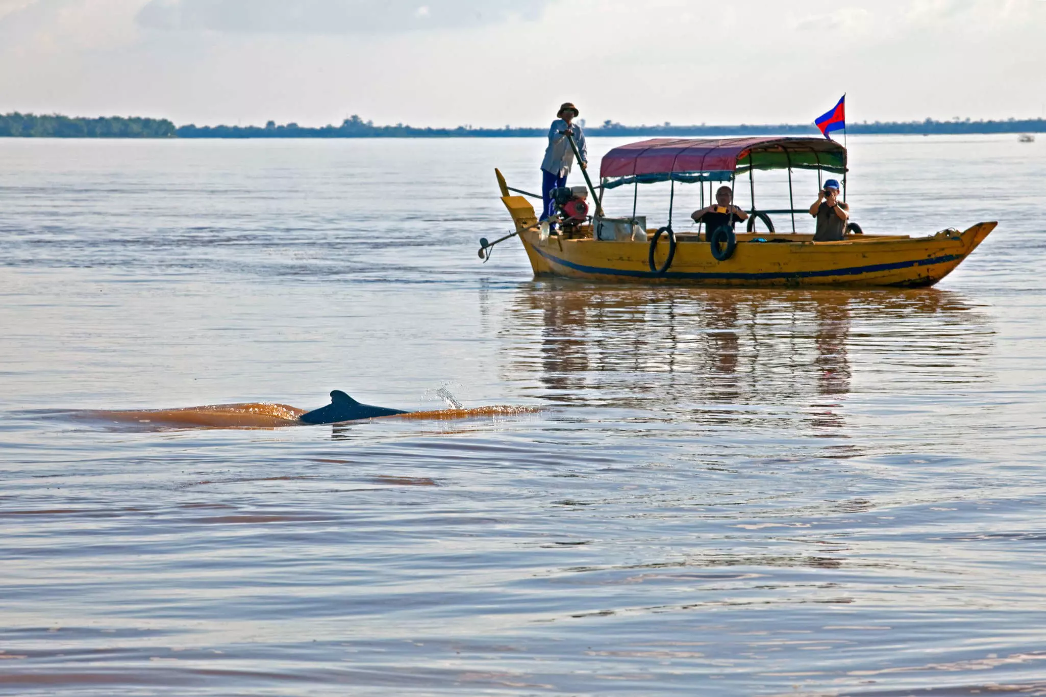 Freshwater dolphins swim alongside a boat in Kratie. John W Banagan/Getty Images