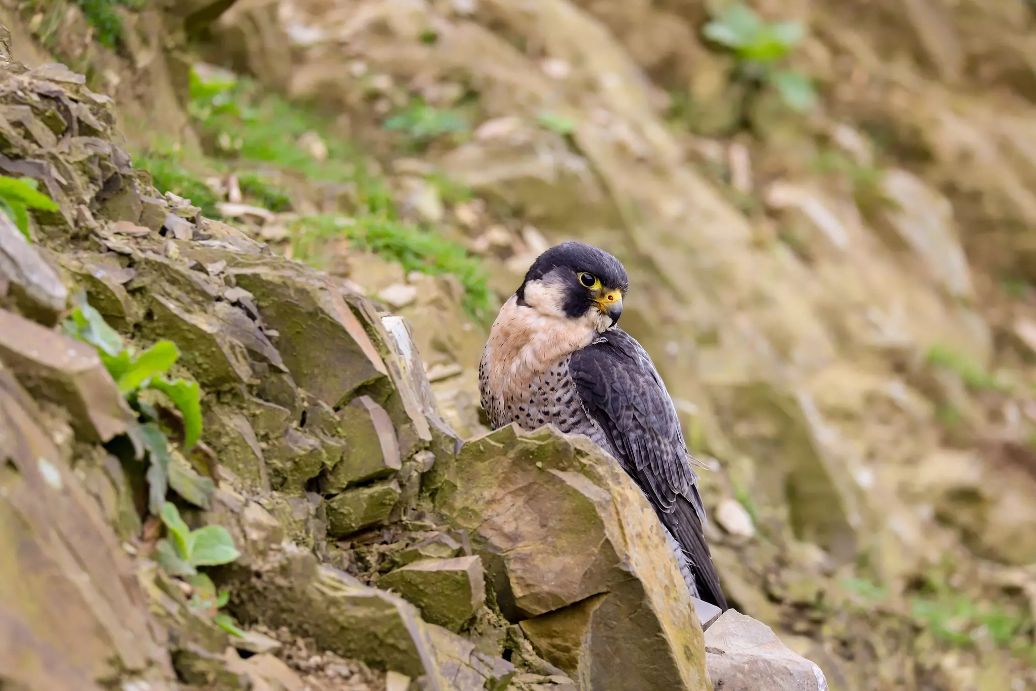 Peregrine falcon on a cliff in the mid-Wales countryside, UK.
