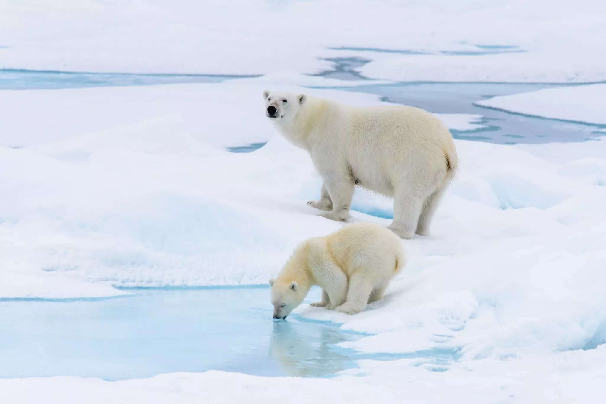 Polar bear mother and cub on the ice in Svalbard, Norway