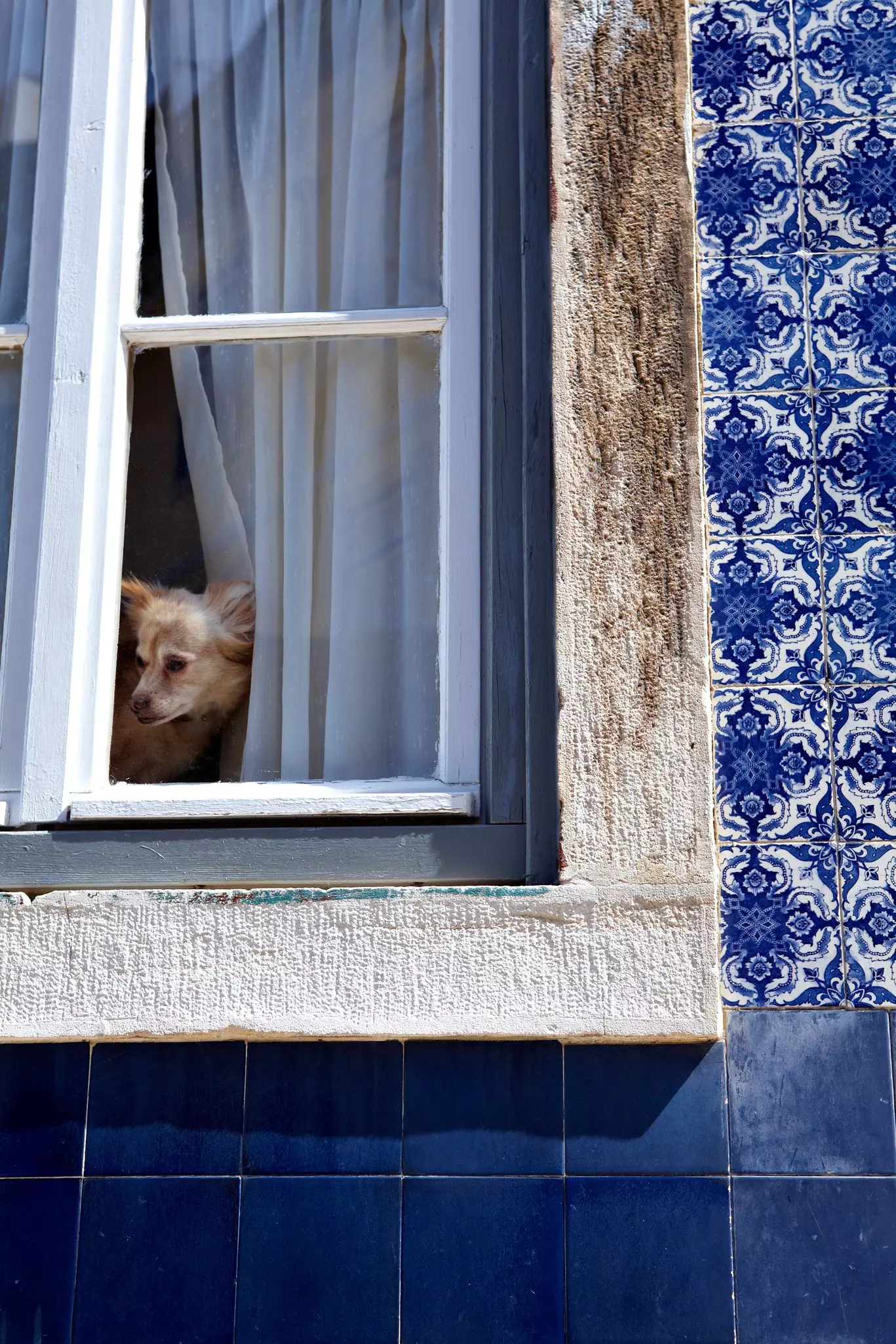Dog at window of building covered in Portuguese azulejo tiles.
Lonely Planet Traveller Magazine