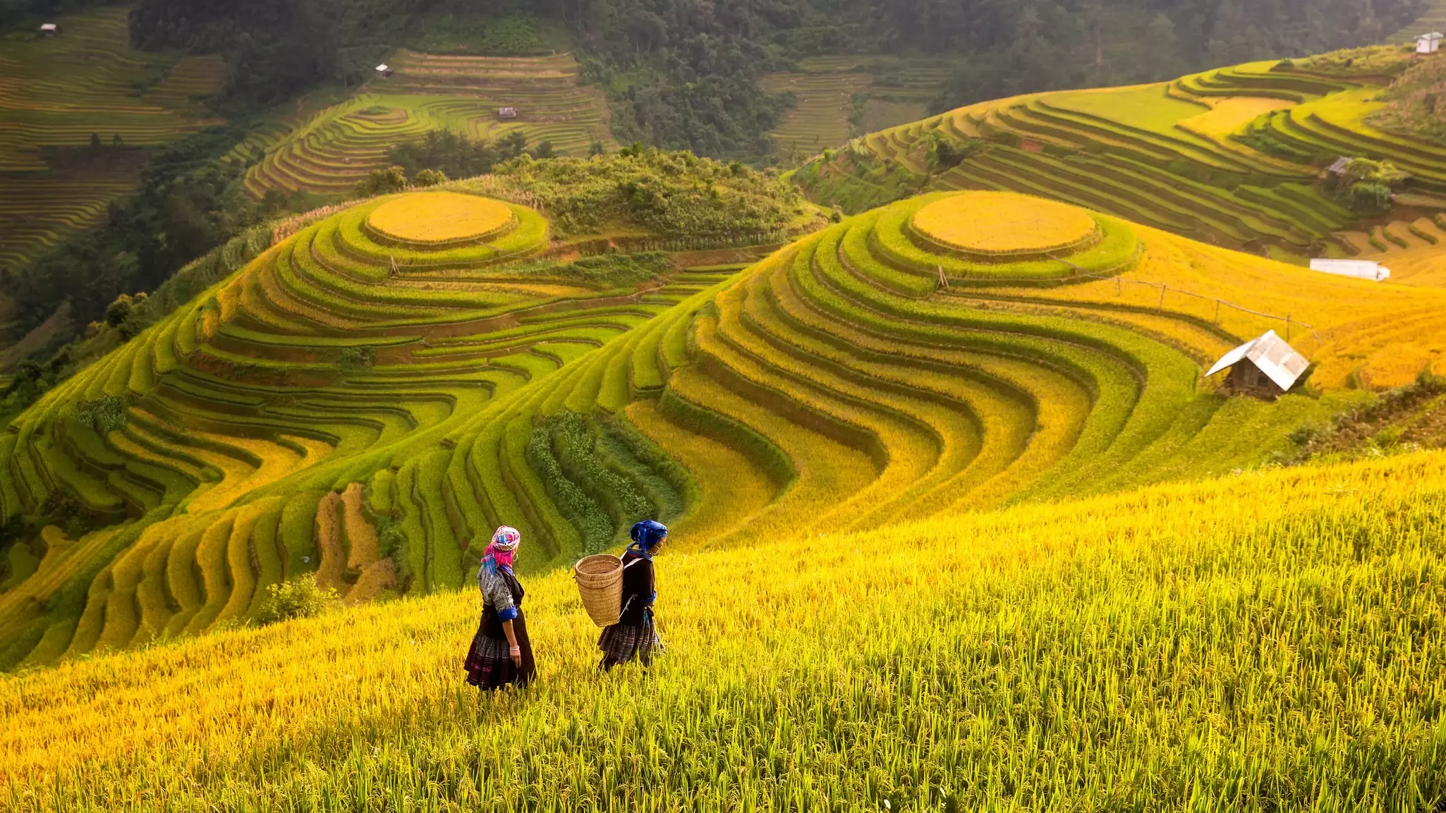 Villagers walking along golden terraced rice fields in Northwest Vietnam. 