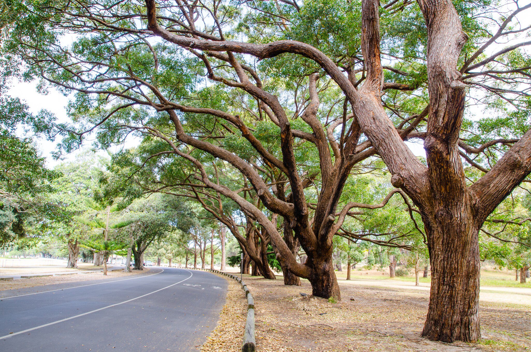 Trees alongside the road at Centennial Park, Sydney, Australia. 