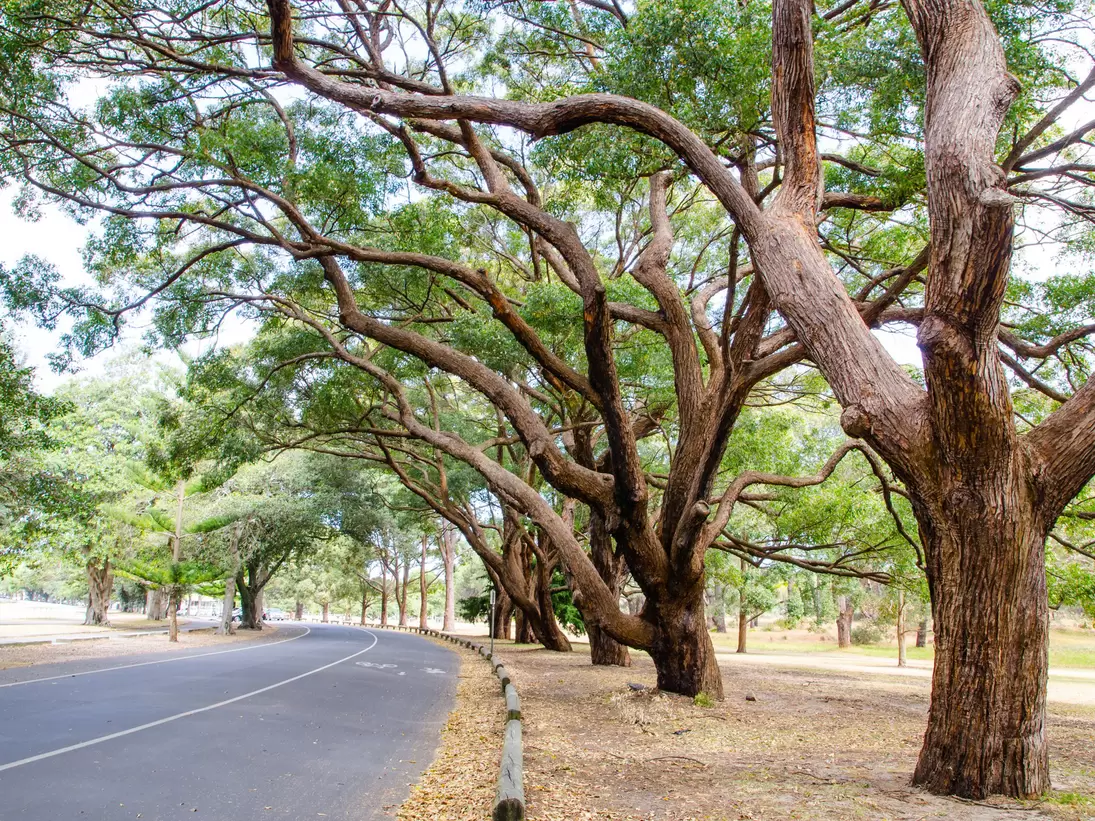 Trees alongside the road at Centennial Park, Sydney, Australia. 