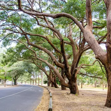 Trees alongside the road at Centennial Park, Sydney, Australia. 