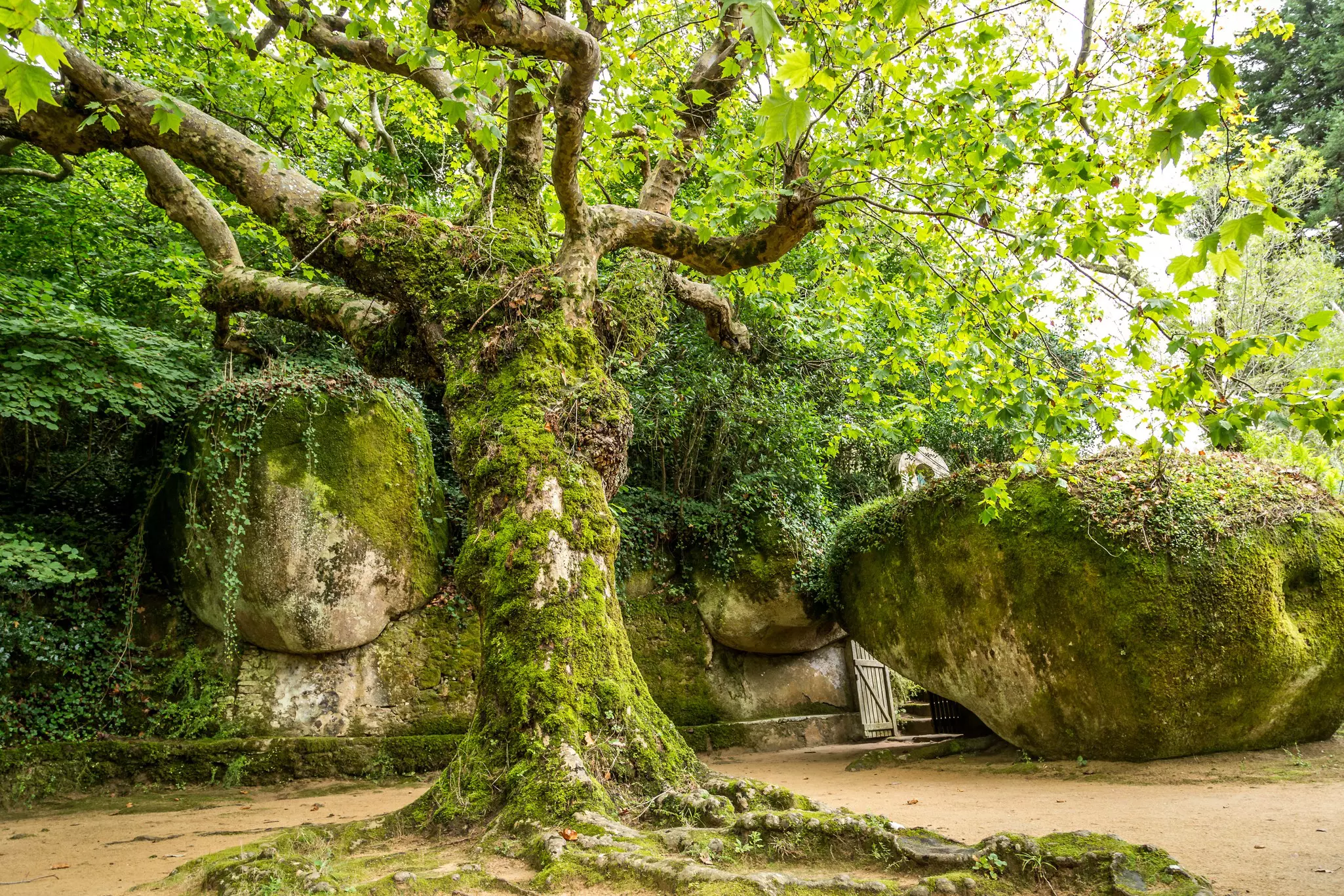 A moss-covered tree and boulders at the Convento dos Capuchos, Sintra, Portugal.