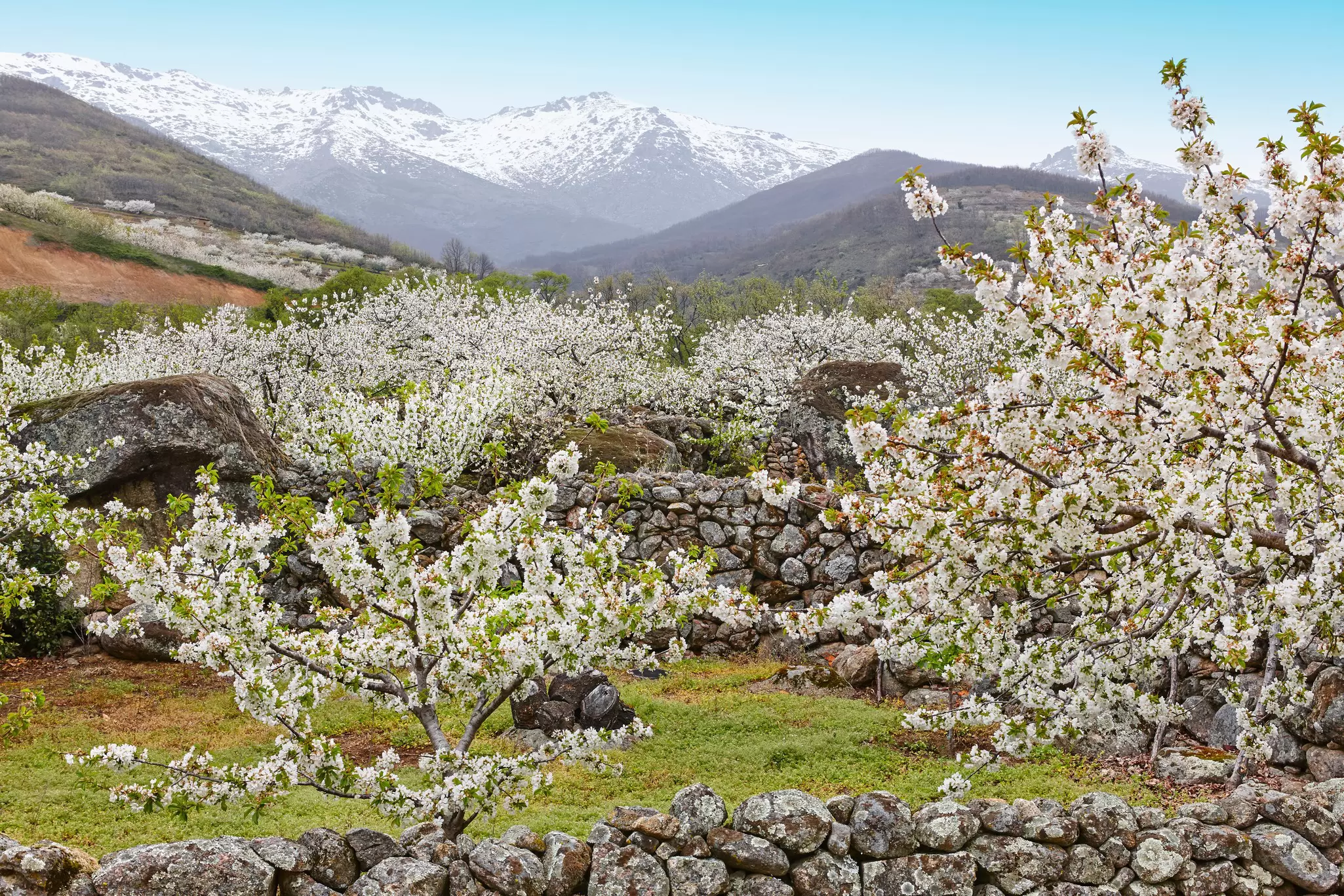 Spring blossom and stone walls backed by mountains in Extremadura, Spain. 