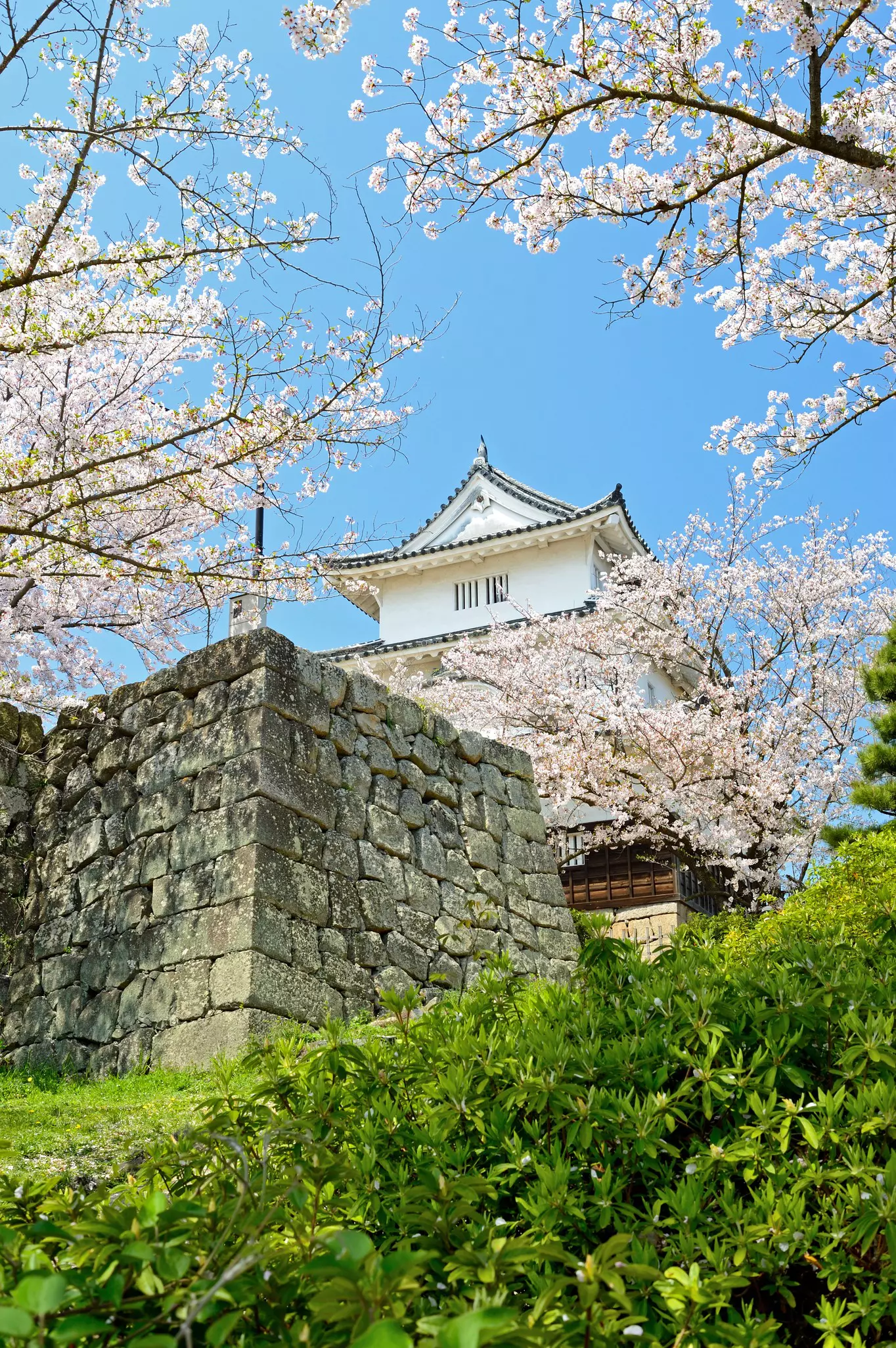 View of the top of a Japanese castle just beyond a stone wall, greenery and cherry blossoms