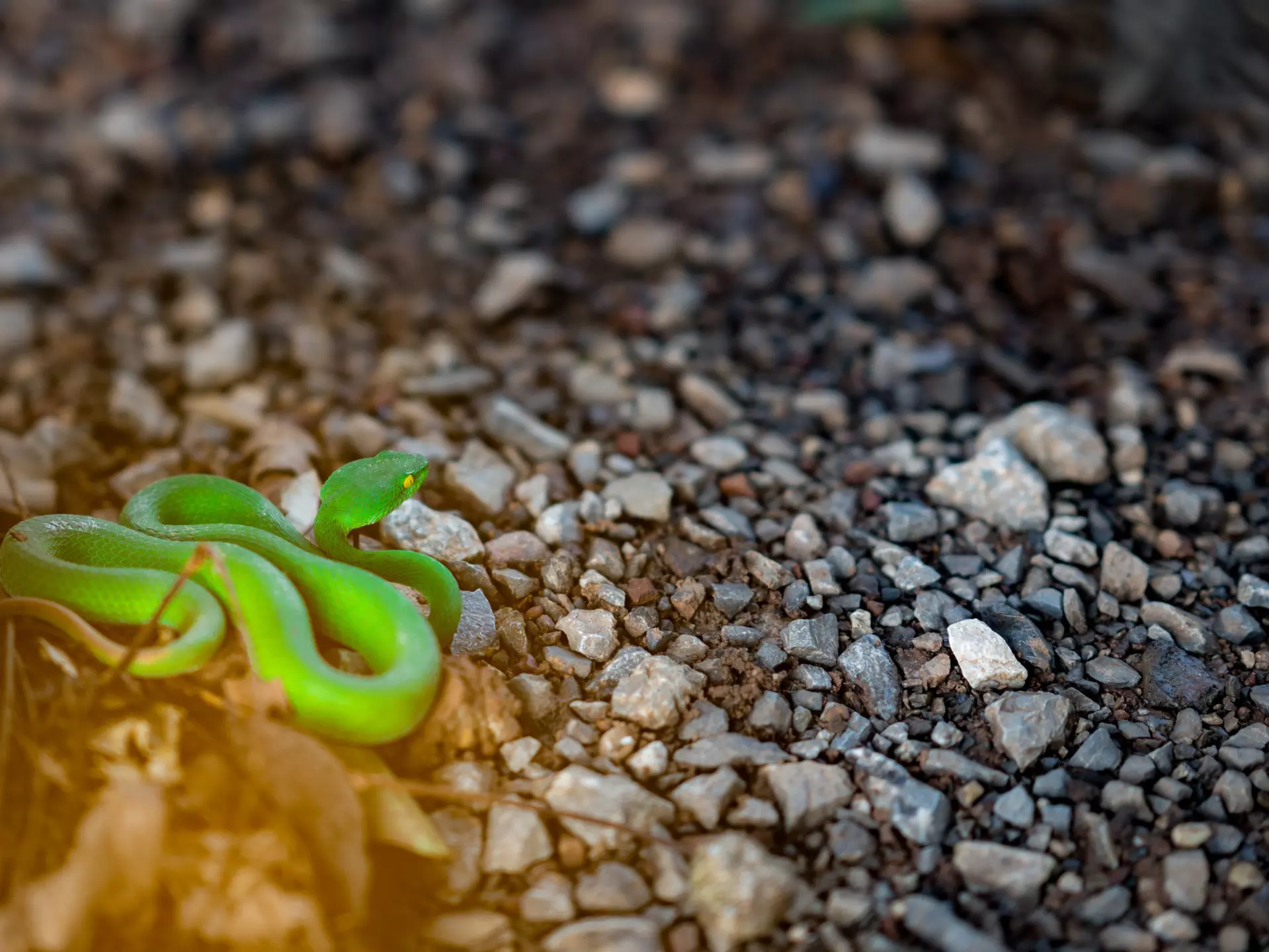 Green pit vipers or Trimeresurus albolabris on stem of tree on ground
964330956
asian, burma, china, chinese, closeup, colorful, dangerous, fauna, focus, green, lipped, natural, pit, pitviper, poison, reptilia, reptilian, scales, scared, scene, species, stejnegeri, trimeresurus, venom, venomous, viperidae, wild, wildlife