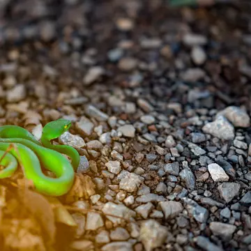 Green pit vipers or Trimeresurus albolabris on stem of tree on ground
964330956
asian, burma, china, chinese, closeup, colorful, dangerous, fauna, focus, green, lipped, natural, pit, pitviper, poison, reptilia, reptilian, scales, scared, scene, species, stejnegeri, trimeresurus, venom, venomous, viperidae, wild, wildlife