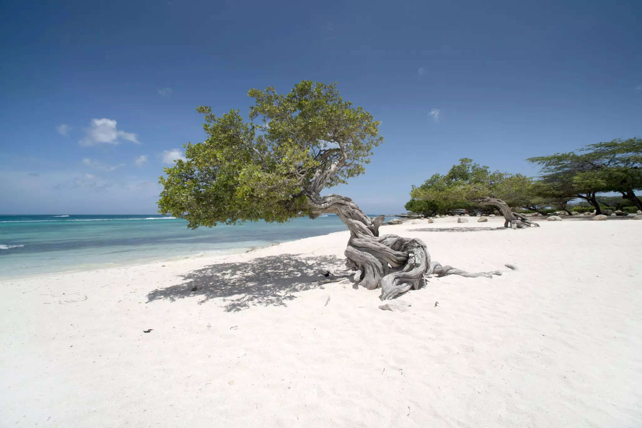 Gnarled fofoti trees on a white sand beach in Aruba lean toward turquoise water.
