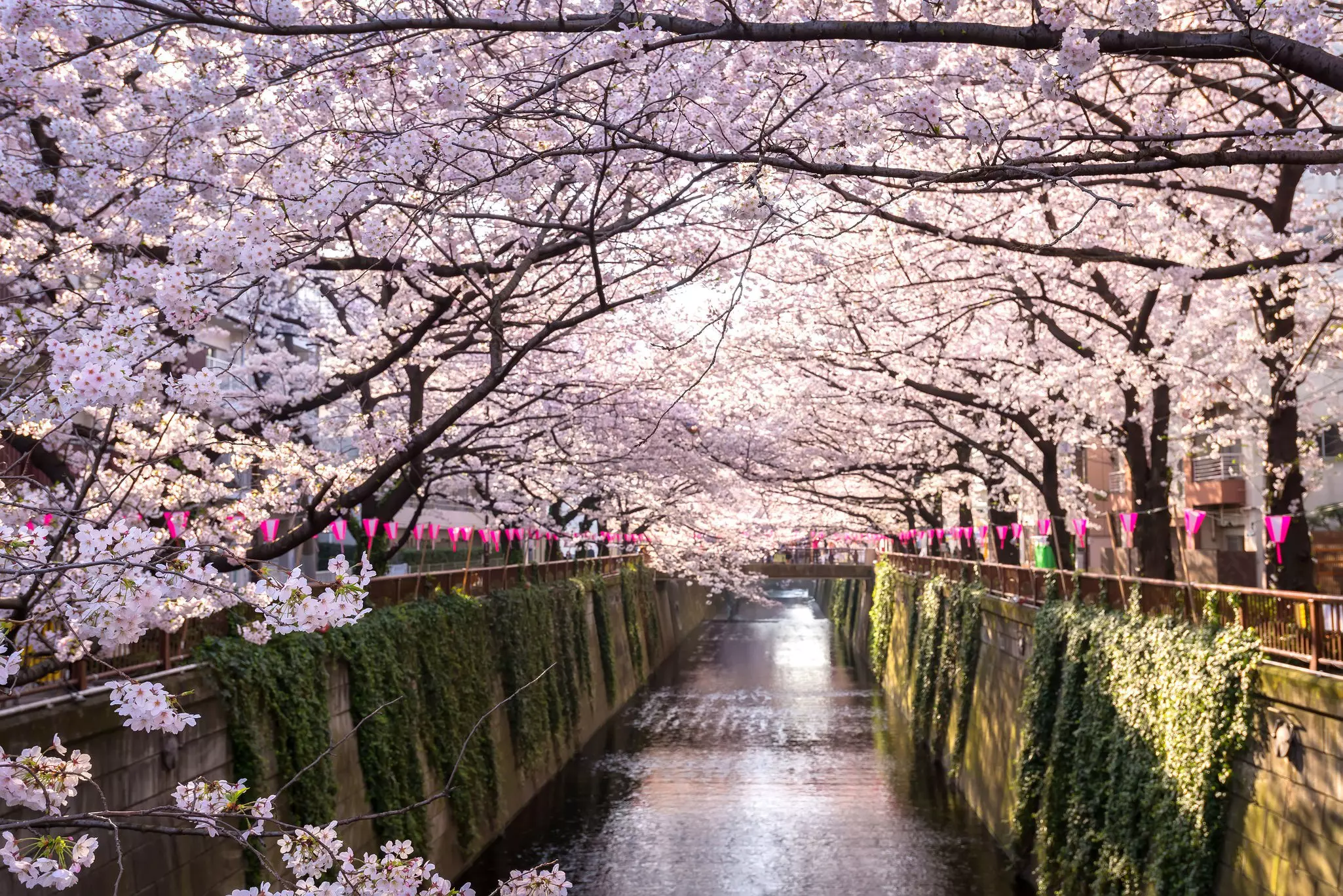 A cherry blossom-lined canal with pink blooms on every branch