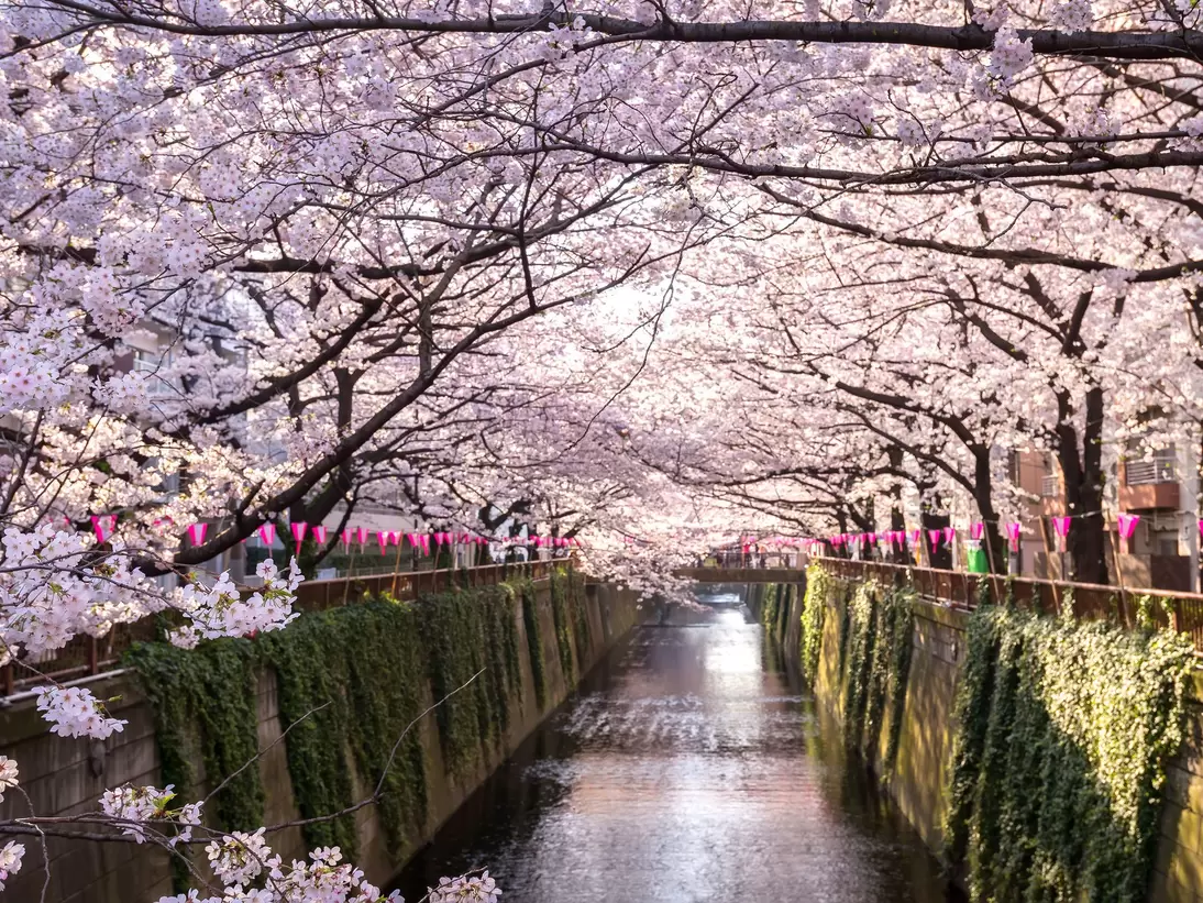 A cherry blossom-lined canal with pink blooms on every branch
