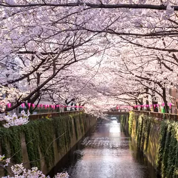 A cherry blossom-lined canal with pink blooms on every branch