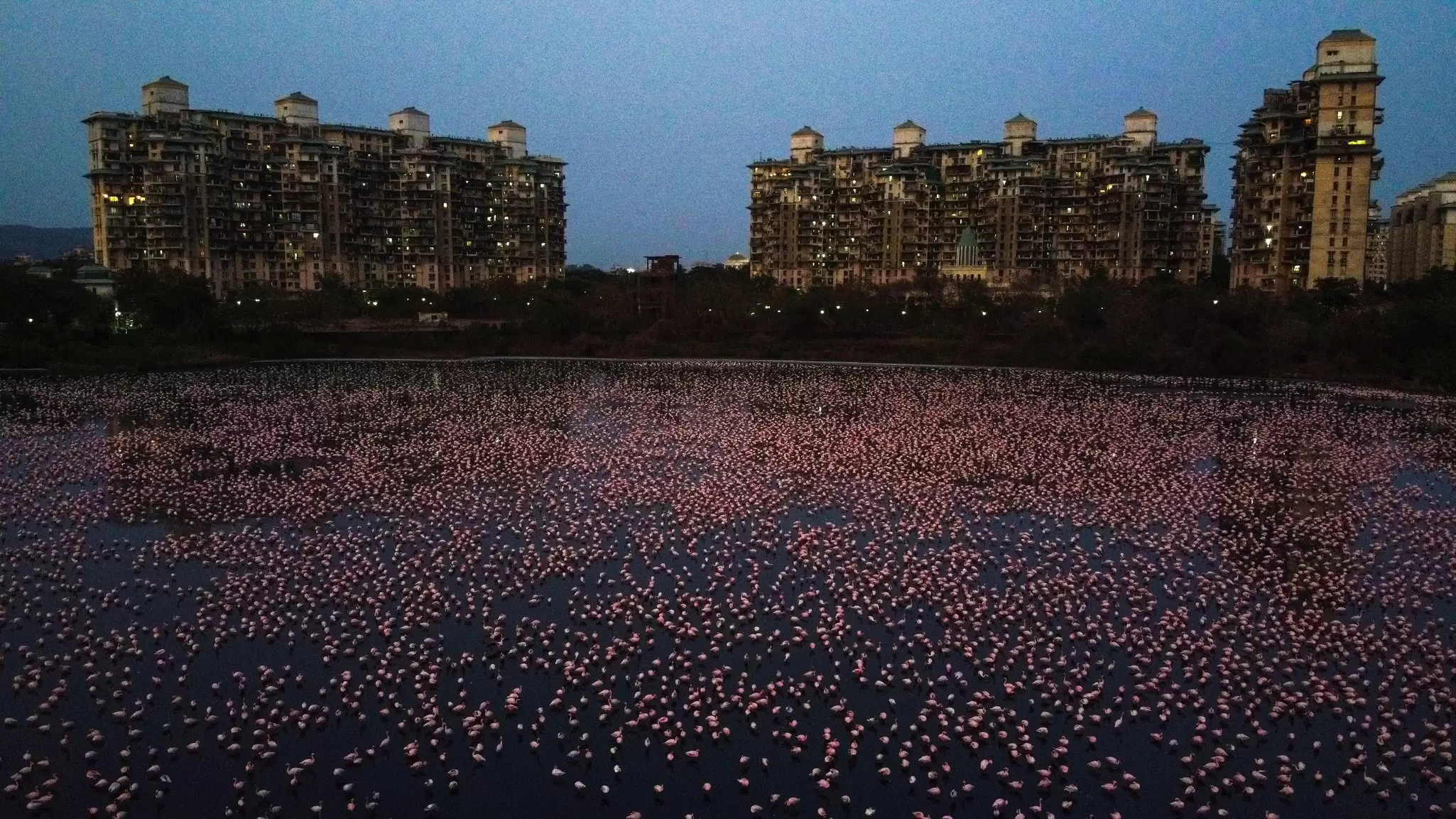 Flamingos gathered in the wetlands of Mumbai, India