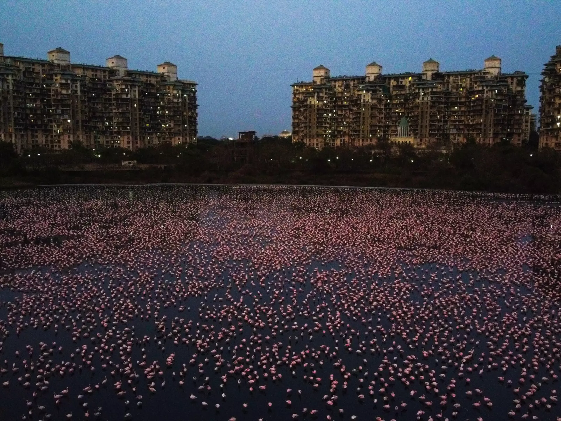MUMBAI, INDIA - APRIL 18: Flamingoes are seen in huge numbers behind NRI colony in Talawe wetland, Nerul, during nationwide lockdown due to Coronavirus, on April 18, 2020 in Mumbai, India.  (Photo by Pratik Chorge/Hindustan Times via Getty Images)
1210425053
43.0128;0.0.1;v1.0.0