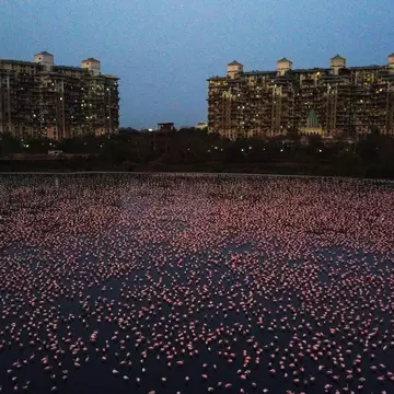 MUMBAI, INDIA - APRIL 18: Flamingoes are seen in huge numbers behind NRI colony in Talawe wetland, Nerul, during nationwide lockdown due to Coronavirus, on April 18, 2020 in Mumbai, India.  (Photo by Pratik Chorge/Hindustan Times via Getty Images)
1210425053
43.0128;0.0.1;v1.0.0