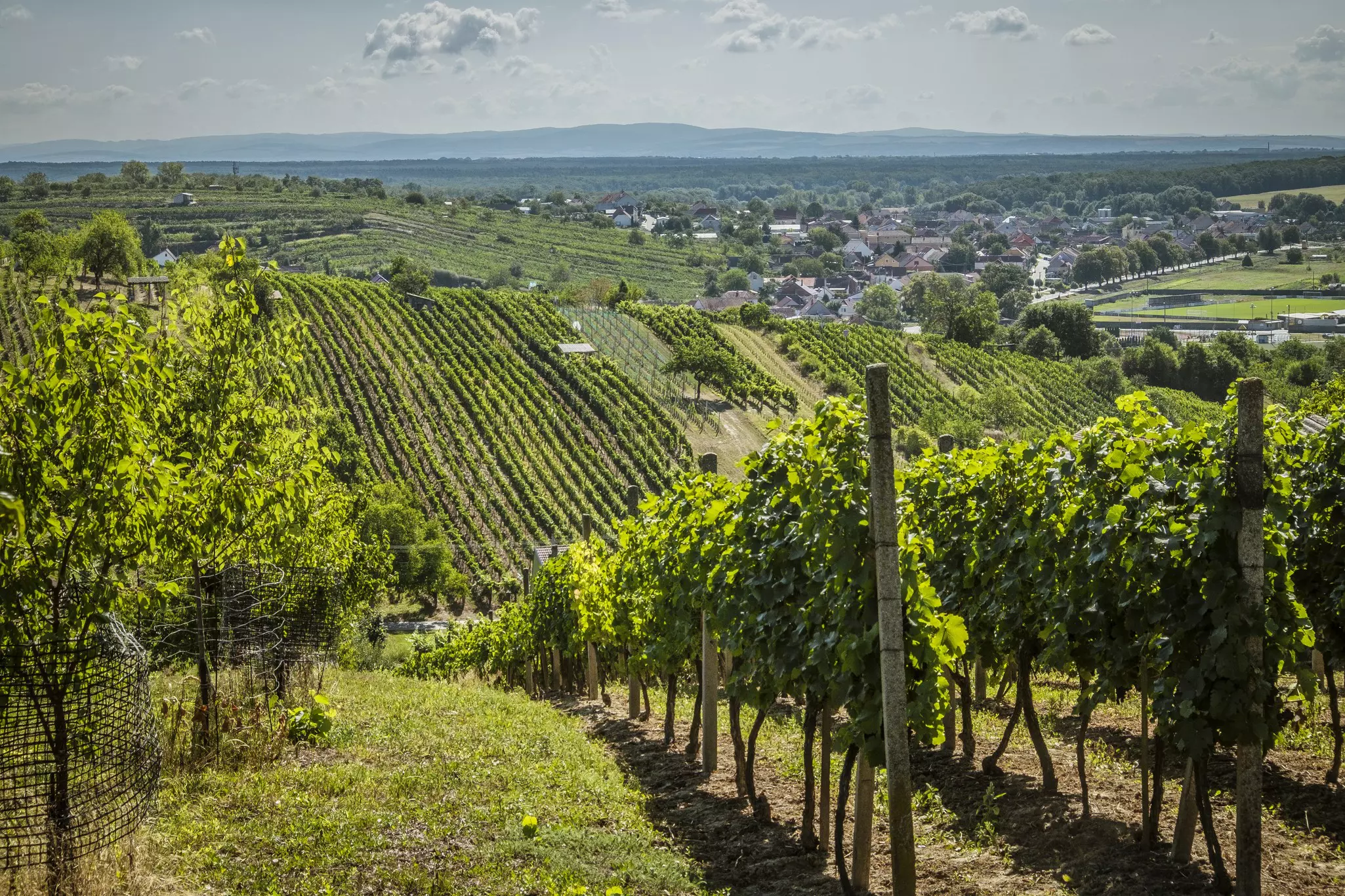 Rows of green grapevines across rolling countryside in Czechia.