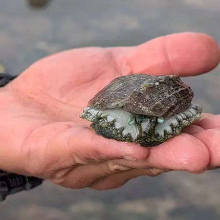 A man's open palm holds a greenish marine gastropod mollusk on an overcast day.