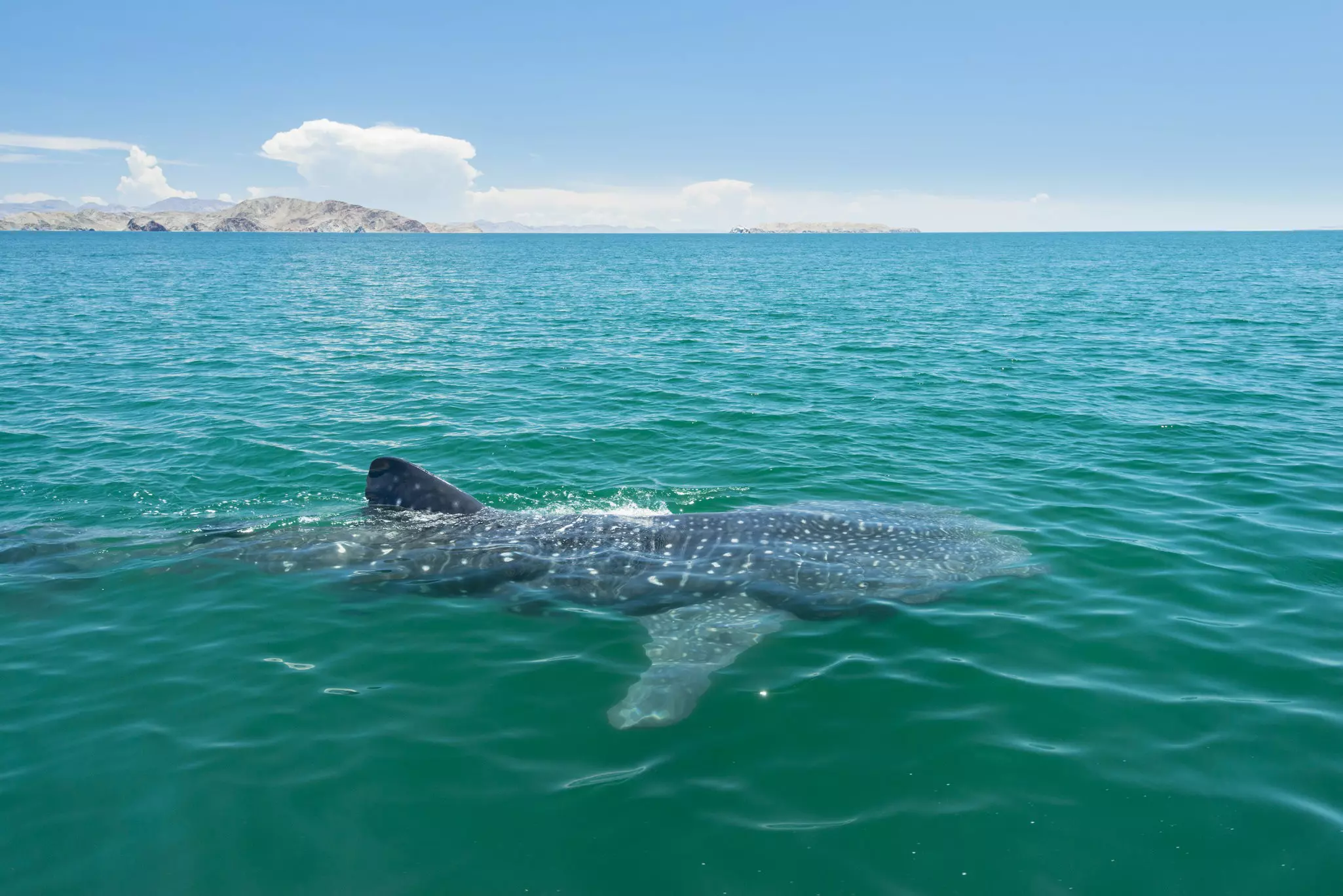 A whale shark surfaces in the Sea of Cortez